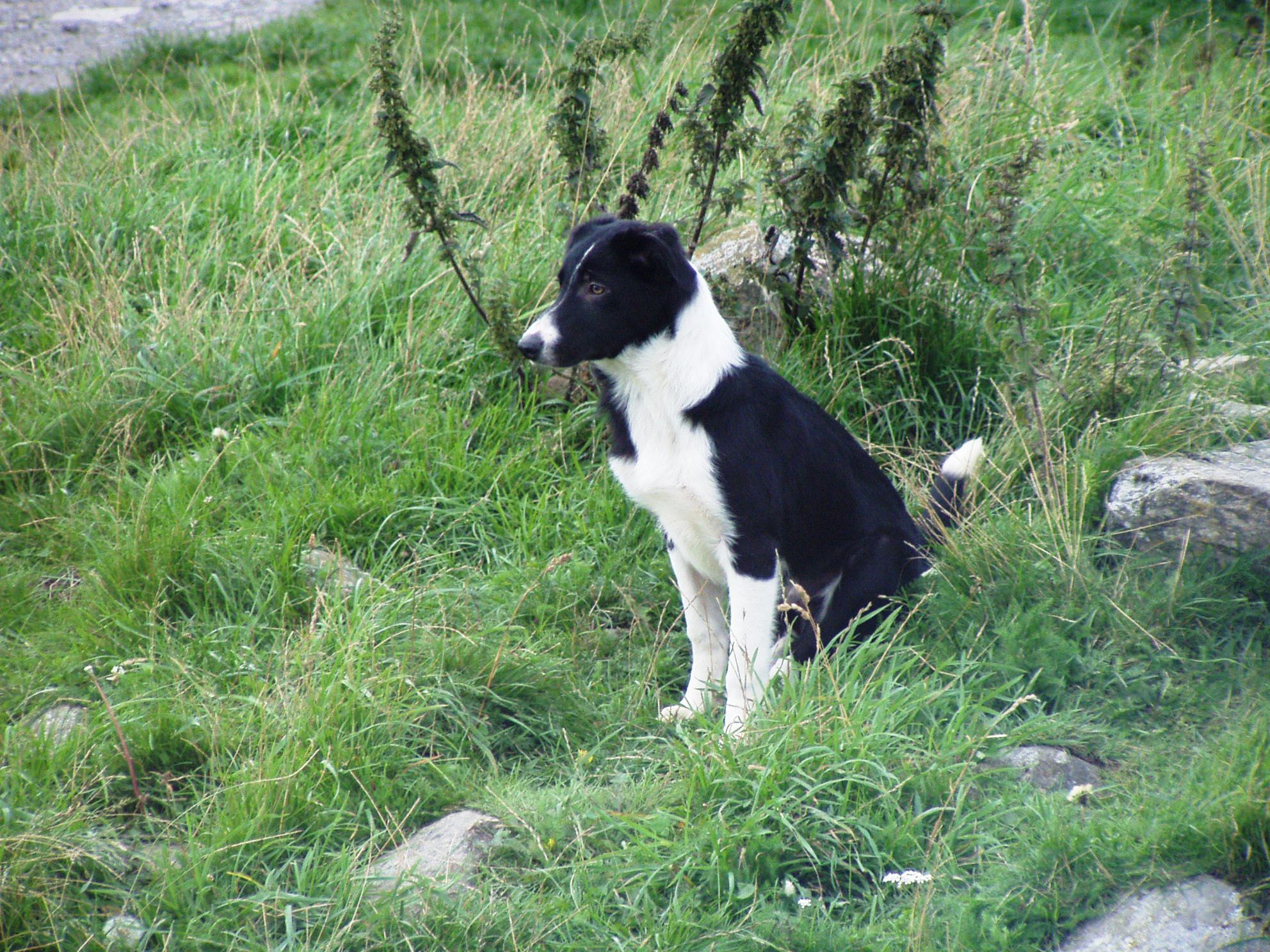 Olympus C725UZ sample photo. Highland dog photography