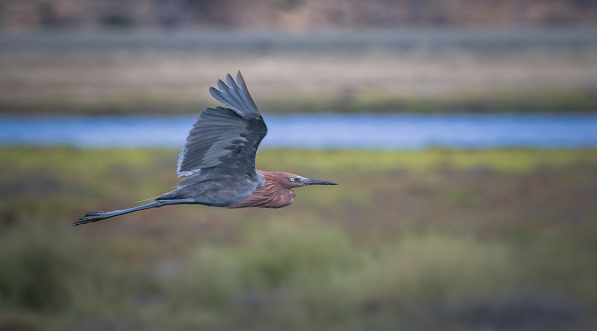 150-600mm F5-6.3 DG OS HSM | Contemporary 015 sample photo. Wings up reddish photography