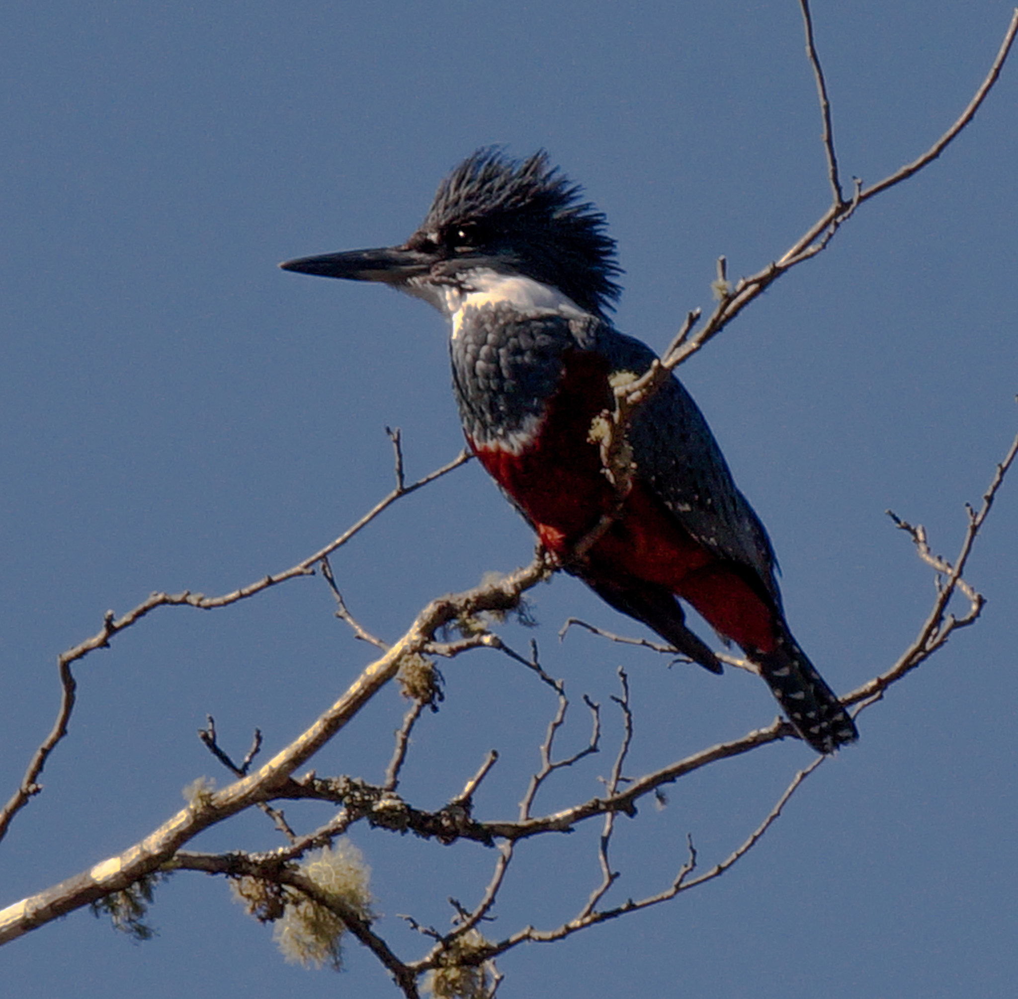 Sony Alpha a3000 sample photo. Kingfisher  photography