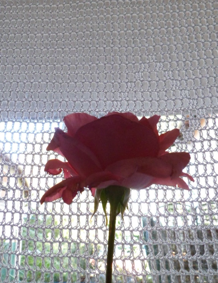 Samsung PL210, PL211 / VLUU PL210, PL211 sample photo. Rosa. photography