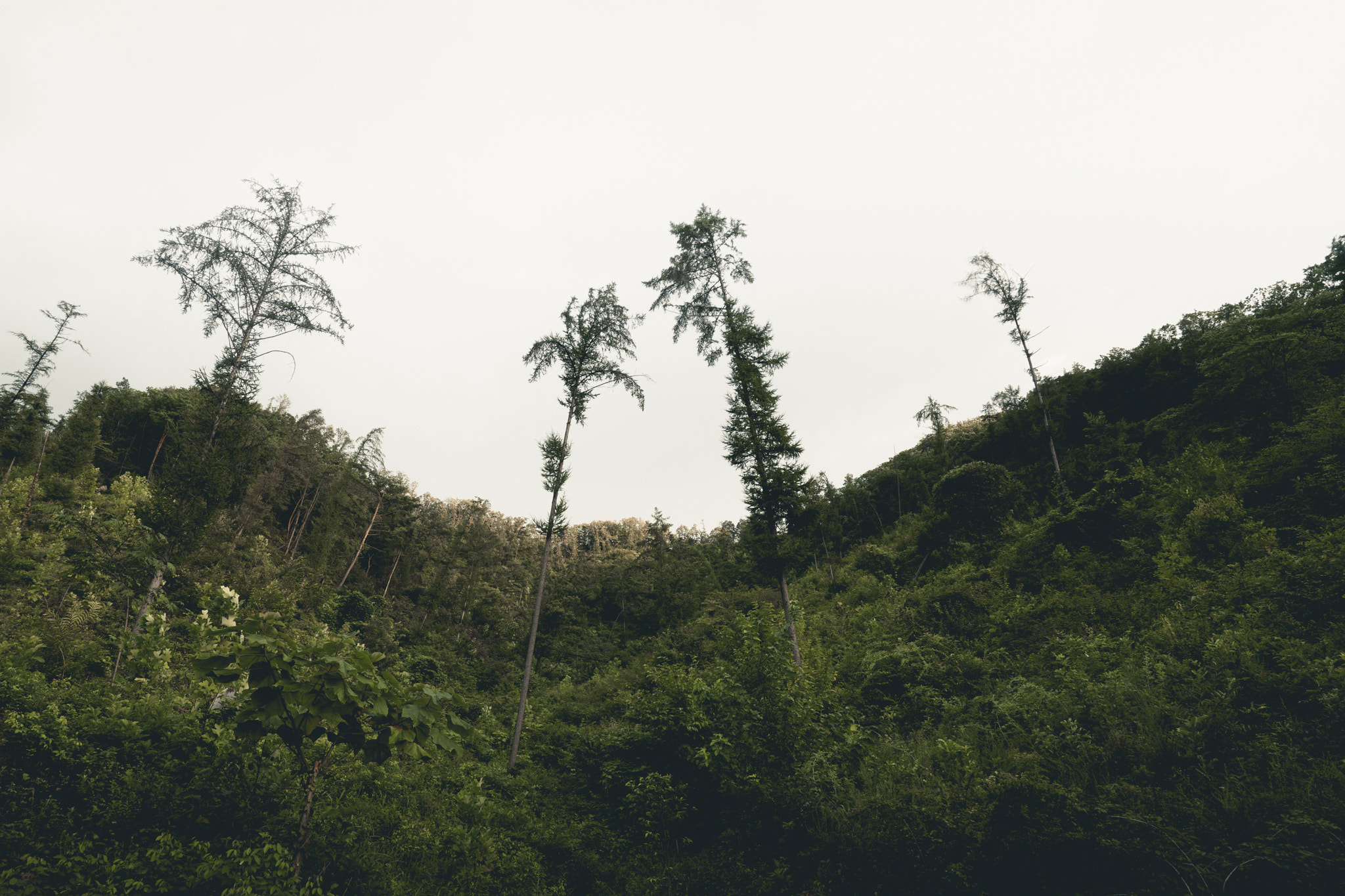 Sony a7 + ZEISS Batis 18mm F2.8 sample photo. Black sheep trees photography