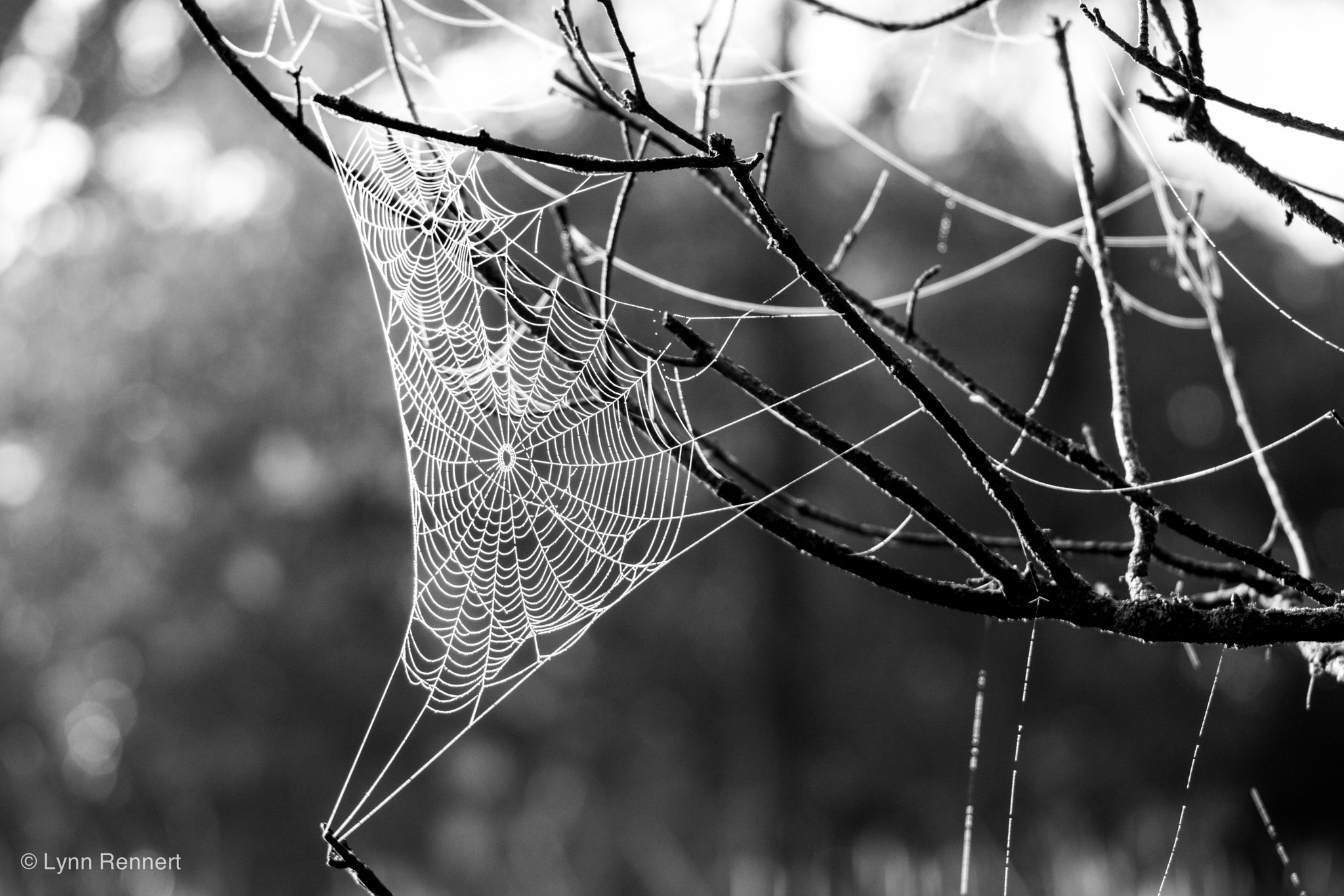 Sony 75-300mm F4.5-5.6 sample photo. Spider webs photography