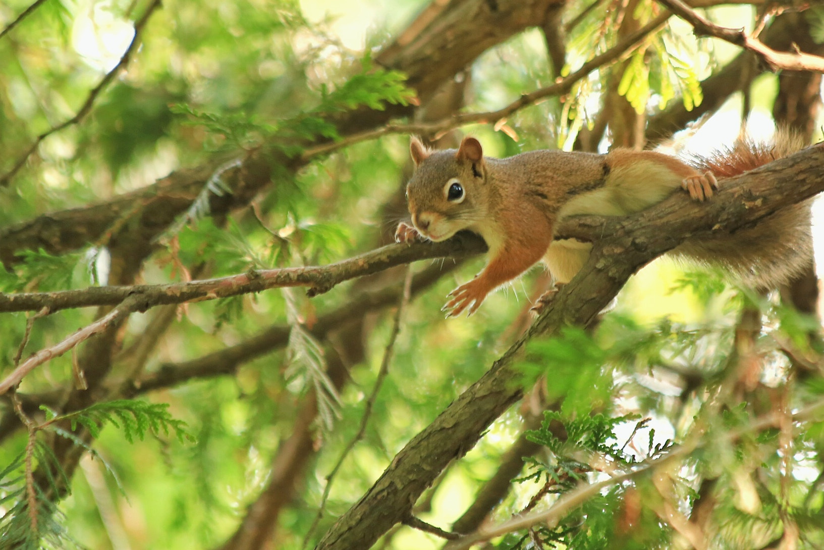 Canon EF 70-300mm F4-5.6 IS USM sample photo