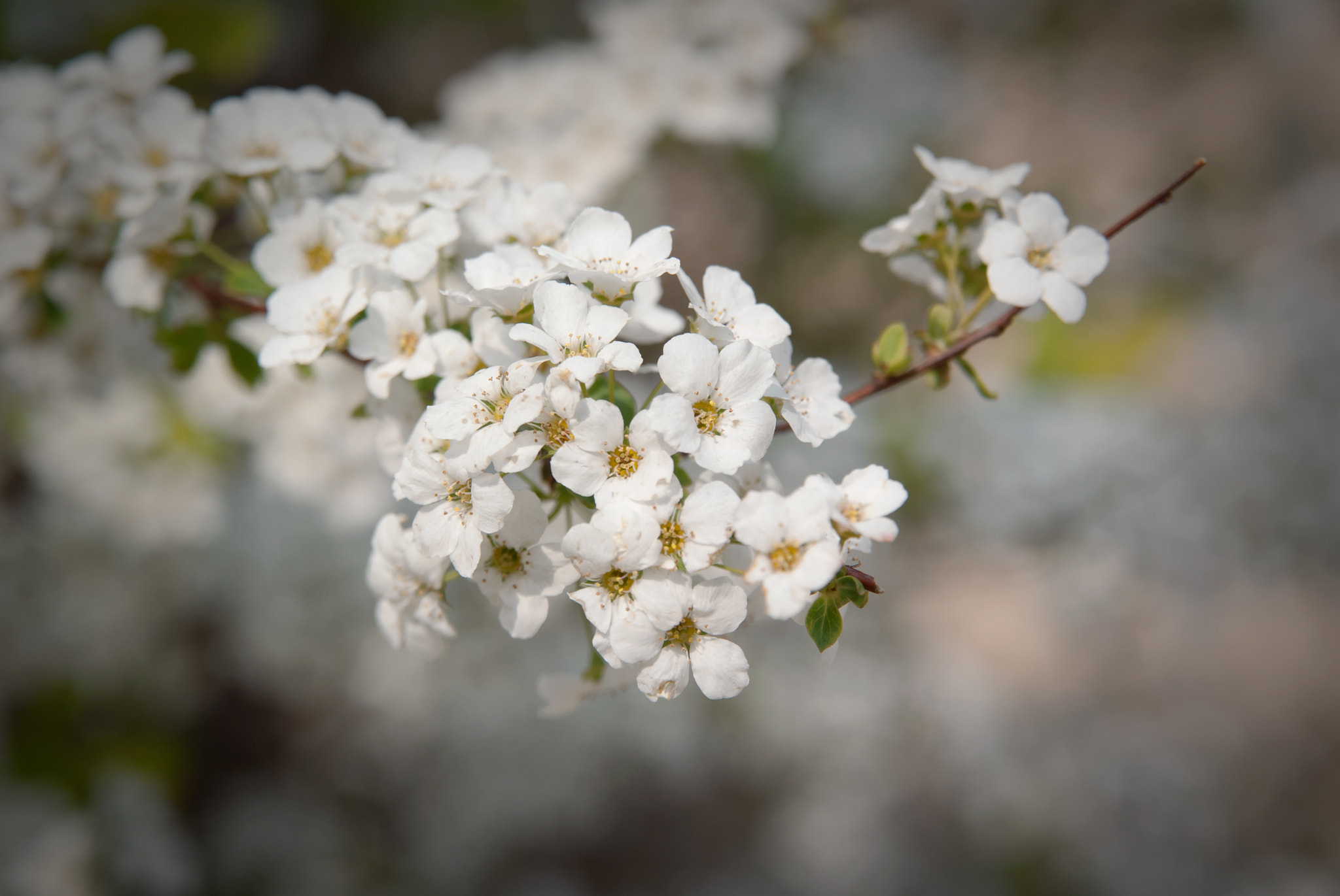 Sony Alpha DSLR-A300 sample photo. Cherry blossoms photography