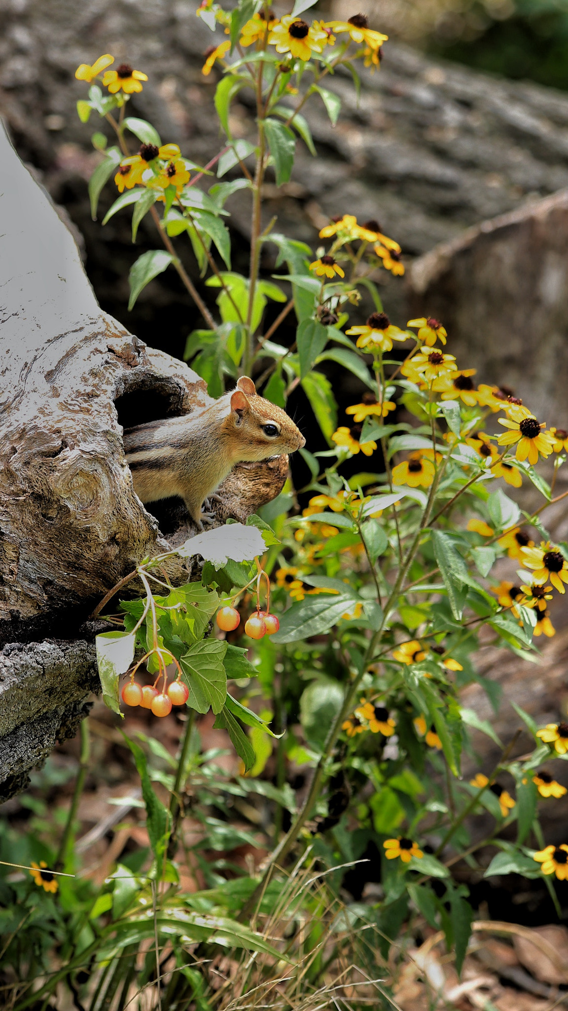 Canon EF 70-300mm F4-5.6 IS USM sample photo