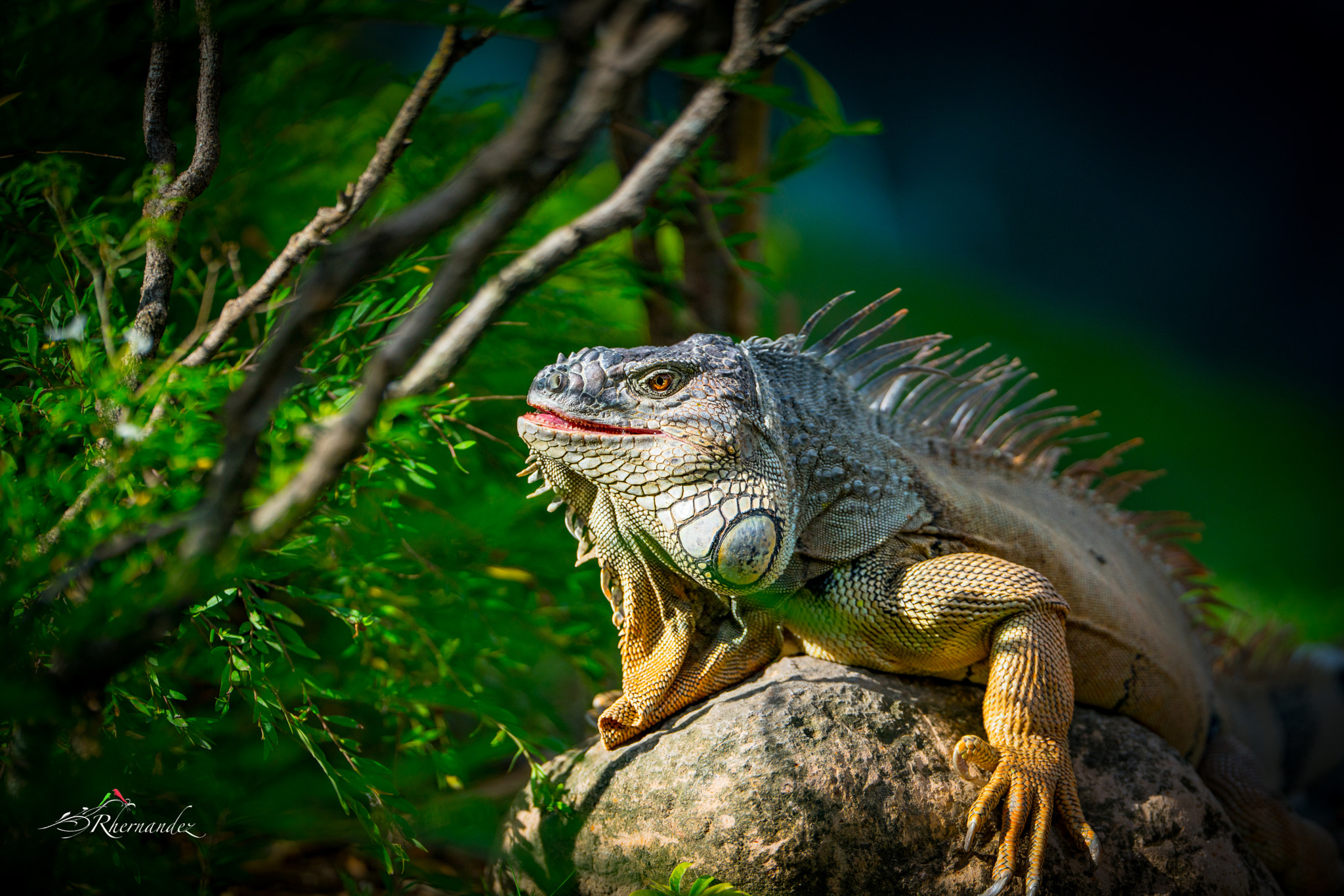 Sony a7R II + Canon EF 200mm F2L IS USM sample photo. Iguana photography