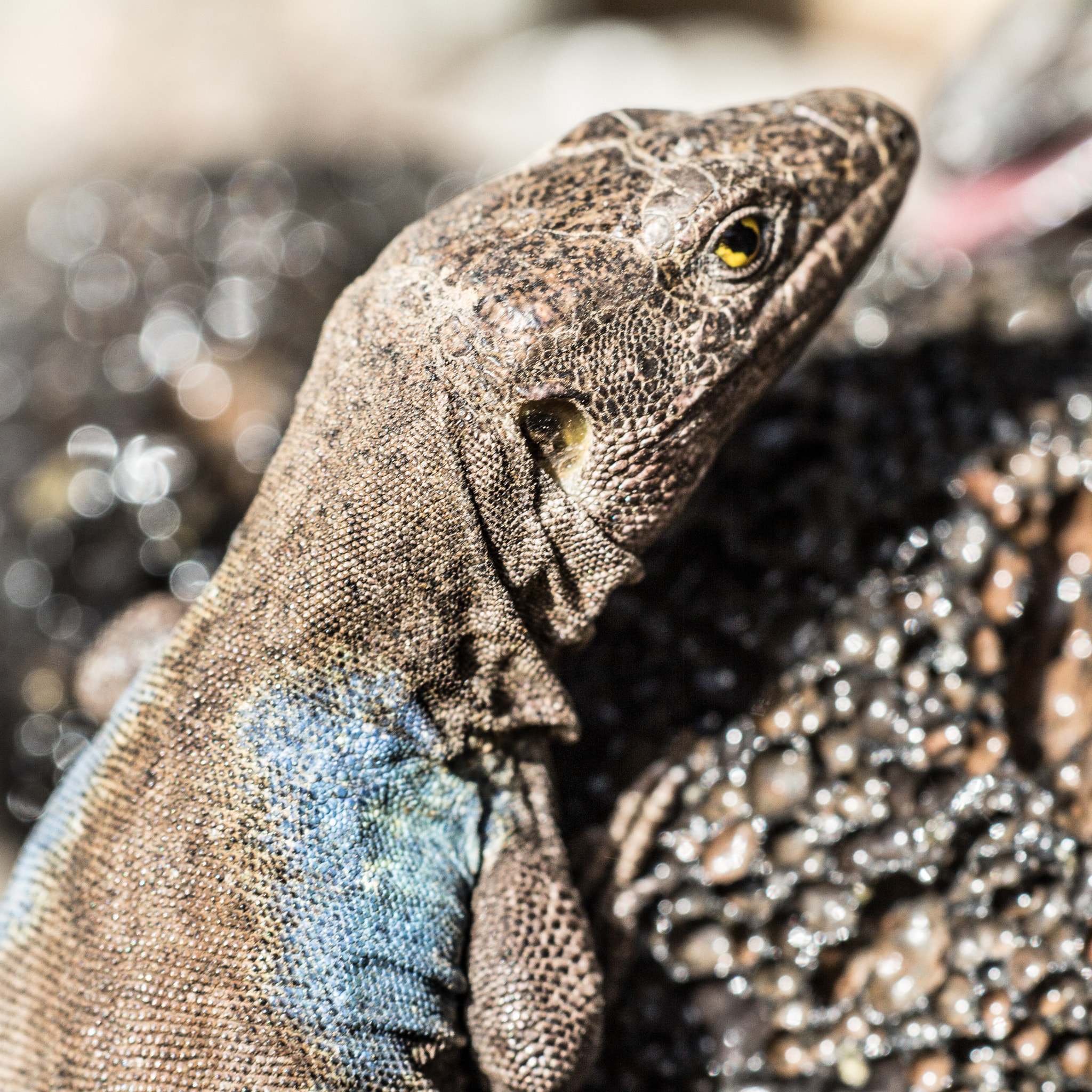 Canon EF 180mm F3.5L Macro USM sample photo