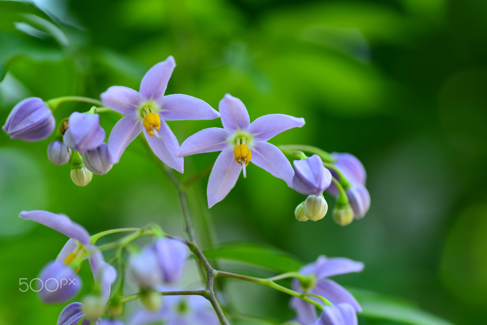 Nikon D600 sample photo. Light purple photography