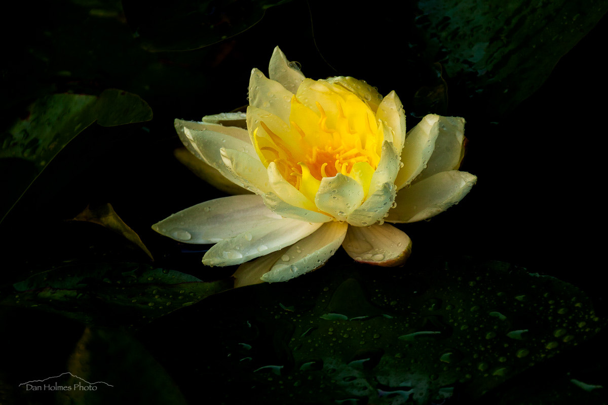 Canon EF 28-300mm F3.5-5.6L IS USM sample photo. A lotus bloom photography