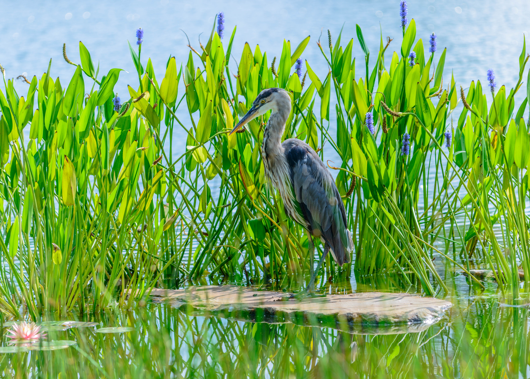 Nikon D800 + Nikon AF Micro-Nikkor 200mm F4D ED-IF sample photo. Grey heron photography