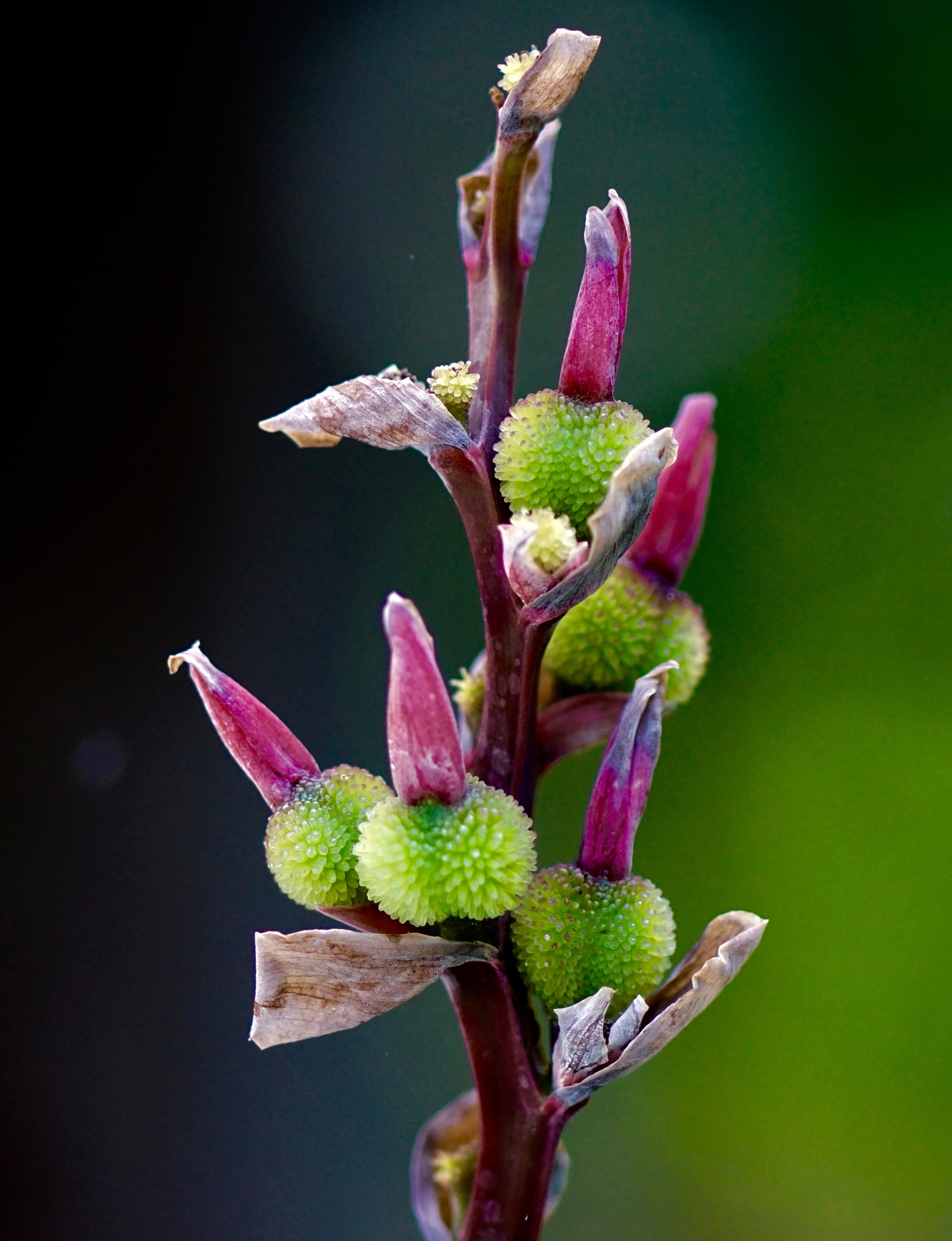Sony 100mm F2.8 Macro sample photo. Canna seeds photography