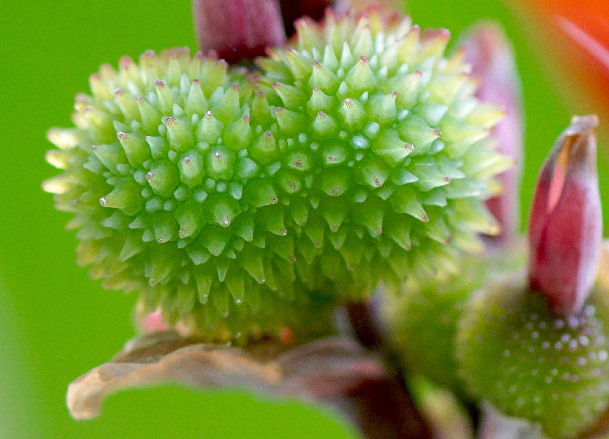 Sony ILCA-77M2 + Sony 100mm F2.8 Macro sample photo. Canna seeds photography