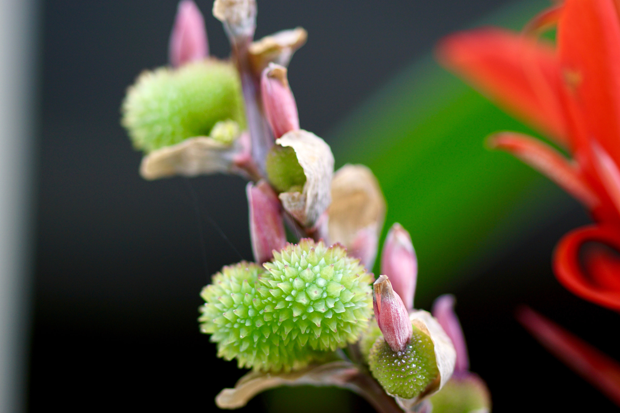 Sony ILCA-77M2 + Sony 100mm F2.8 Macro sample photo. Canna seeds photography