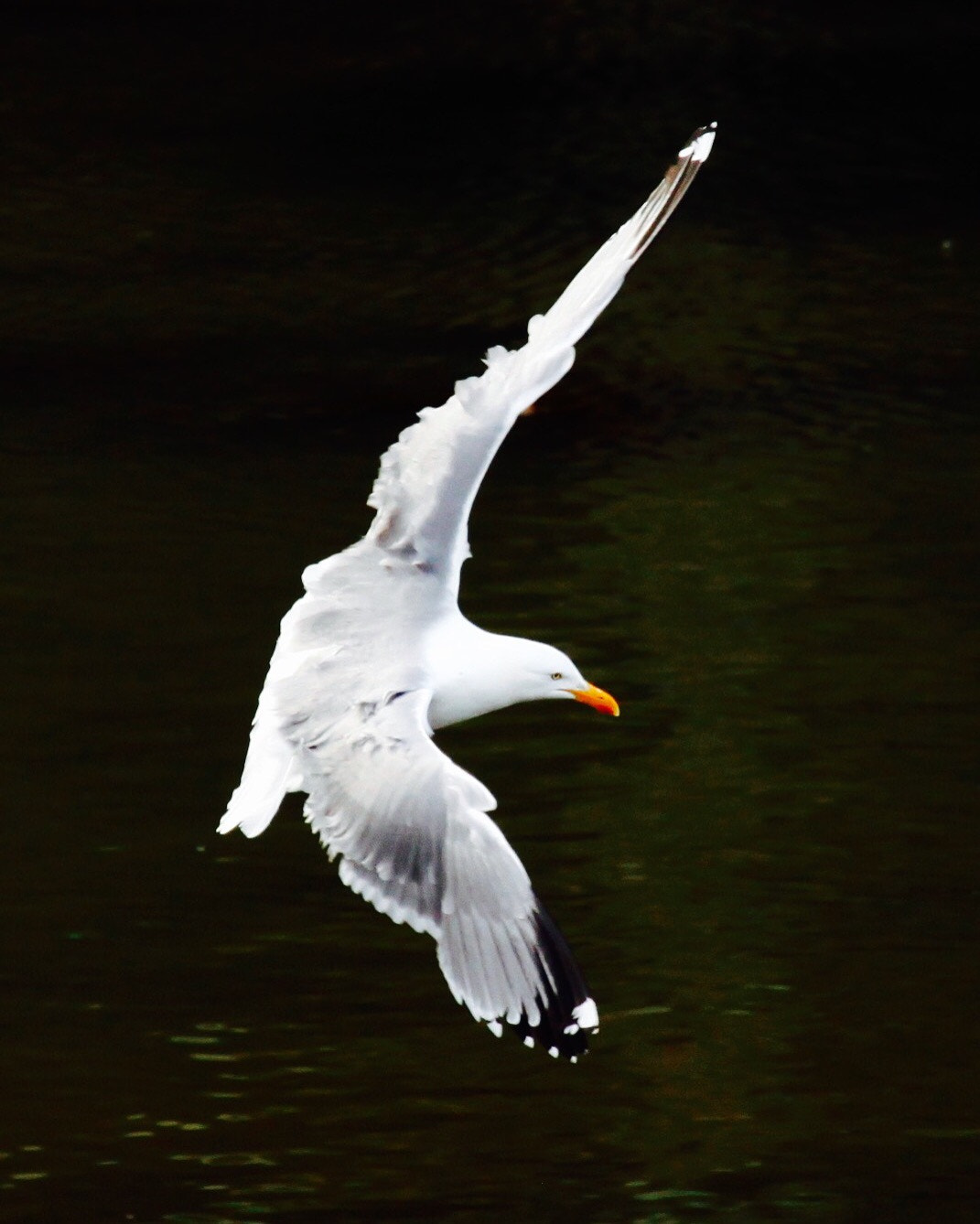 Canon EF 100-400mm F4.5-5.6L IS USM sample photo