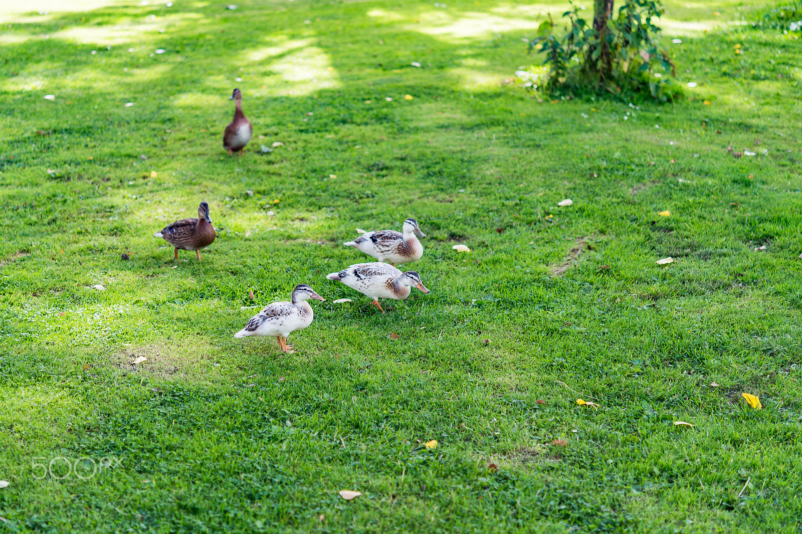 Nikon AF-S Micro-Nikkor 60mm F2.8G ED sample photo. Amazing duck family waddling on a meadow in summer photography