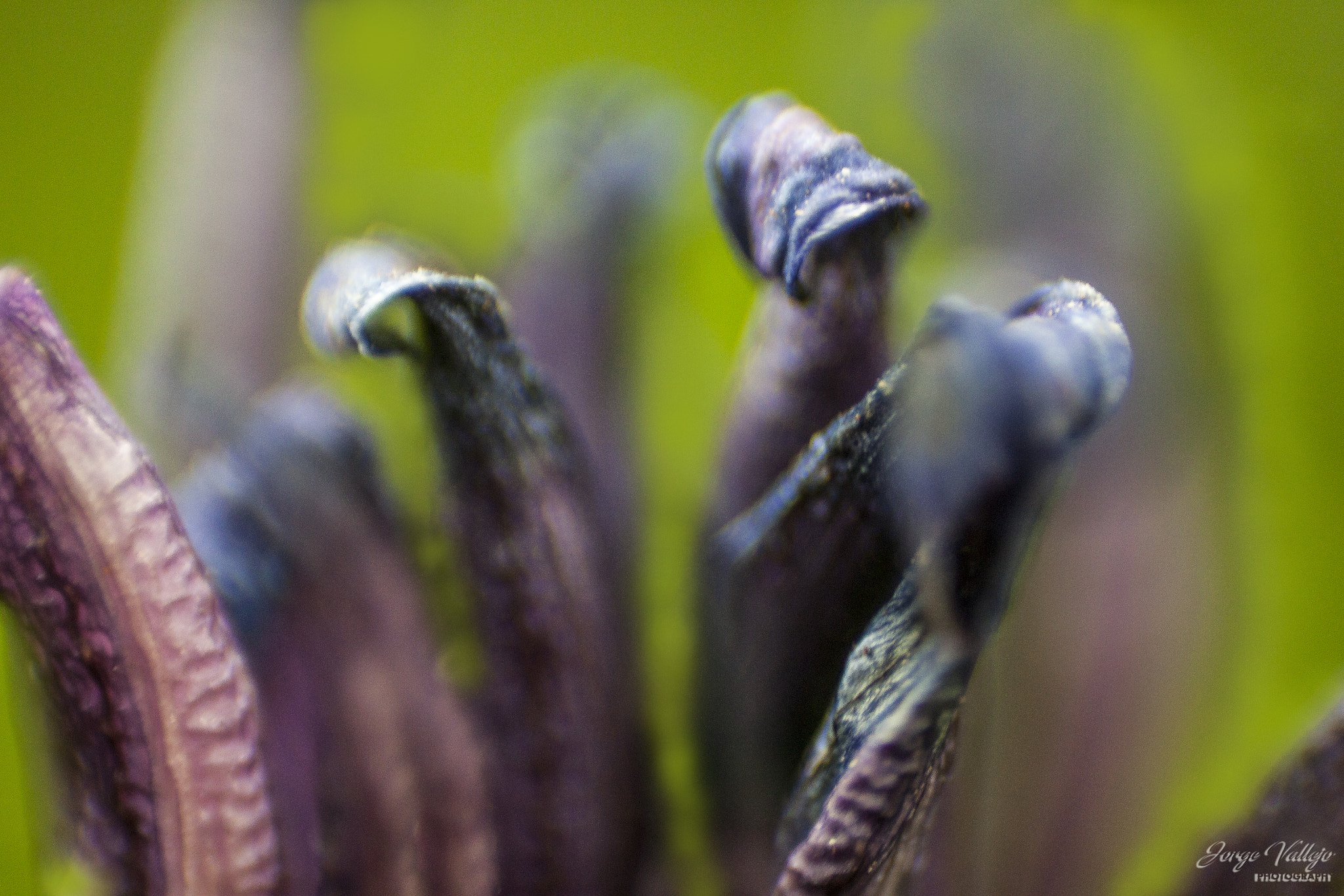 Canon EF 35-80mm f/4-5.6 sample photo. A la fila photography