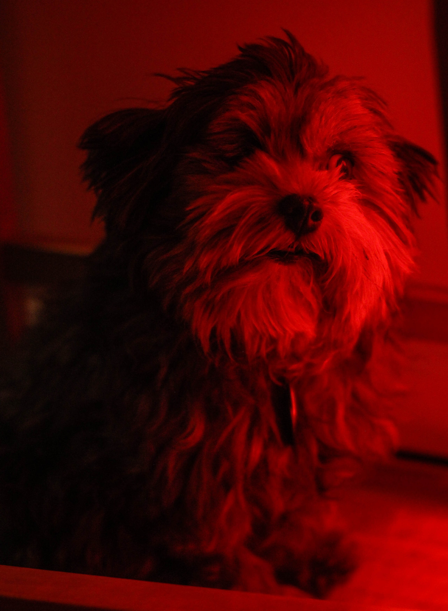Canon EF 40mm F2.8 STM sample photo. Evil pup (of ) photography
