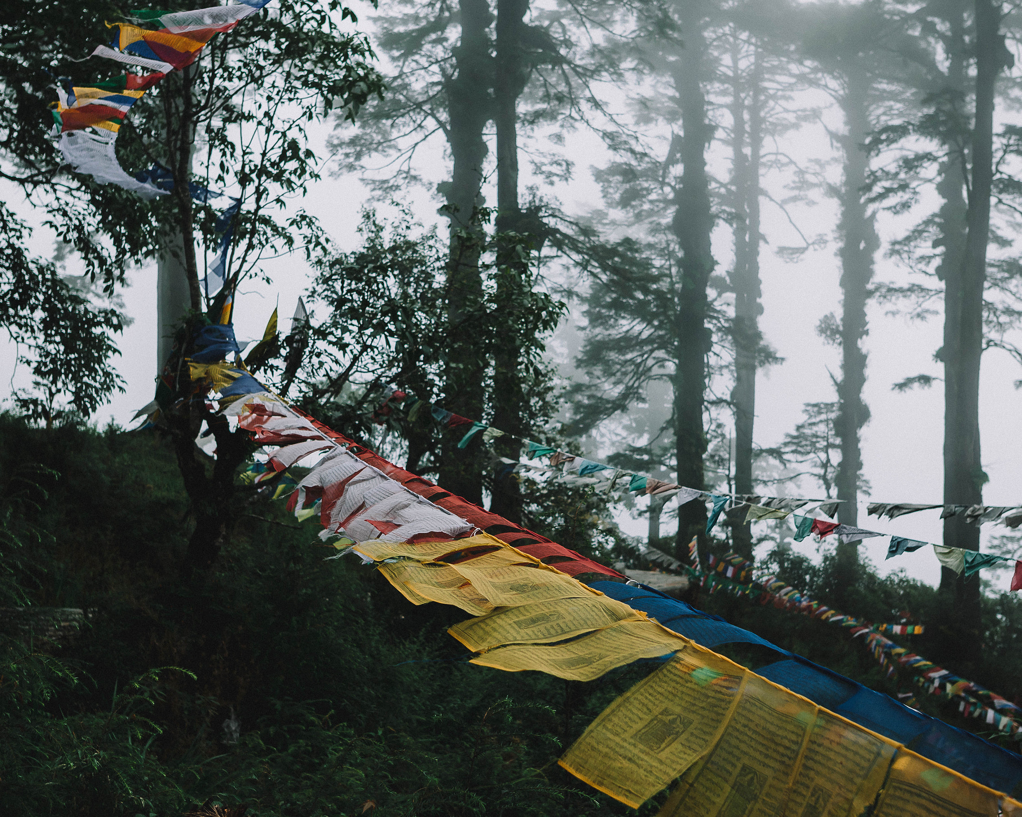 Sigma 24mm F1.4 DG HSM Art sample photo. Pine tree tops - gary snyder photography