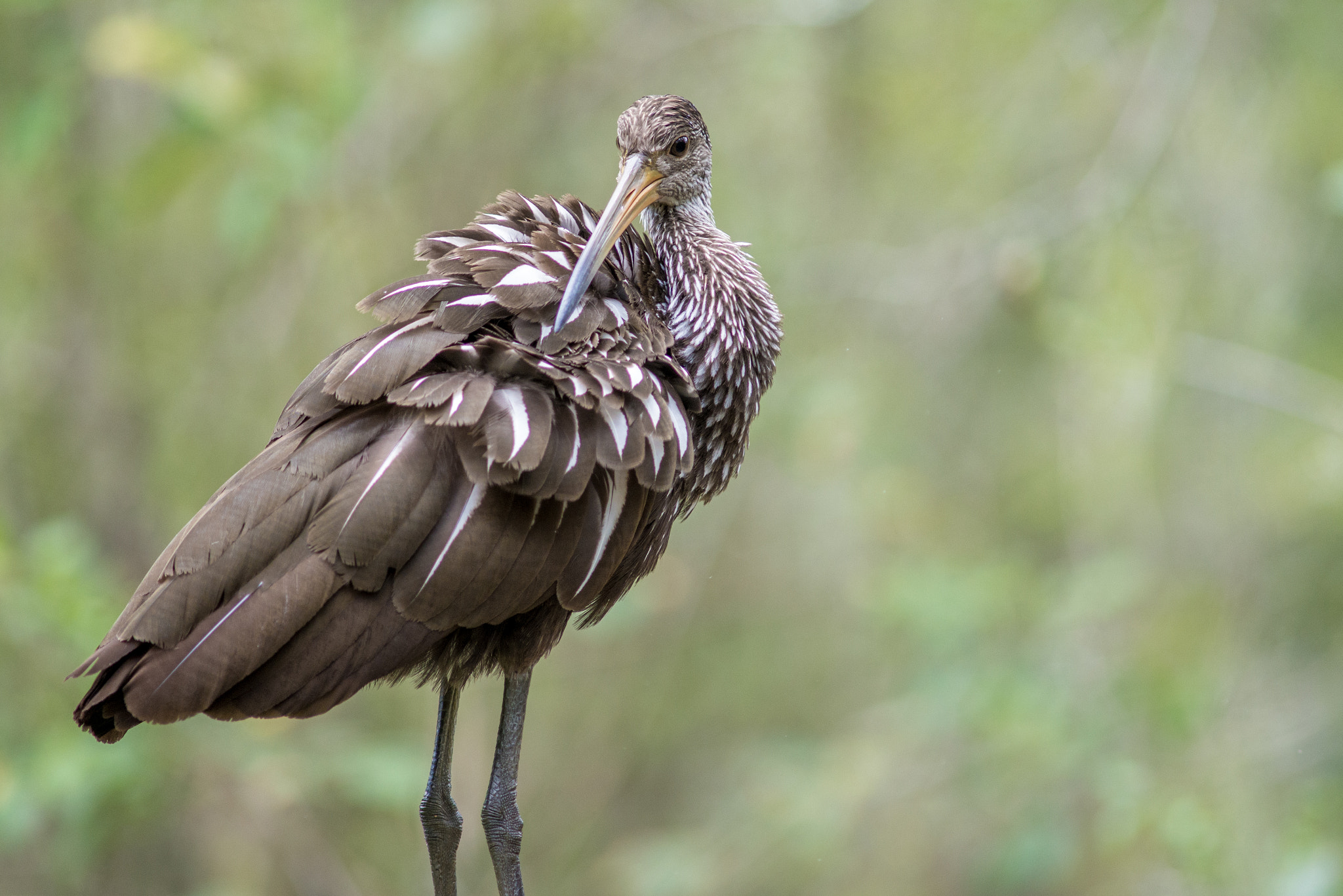 AF Nikkor 300mm f/4 IF-ED sample photo. Limpkin photography
