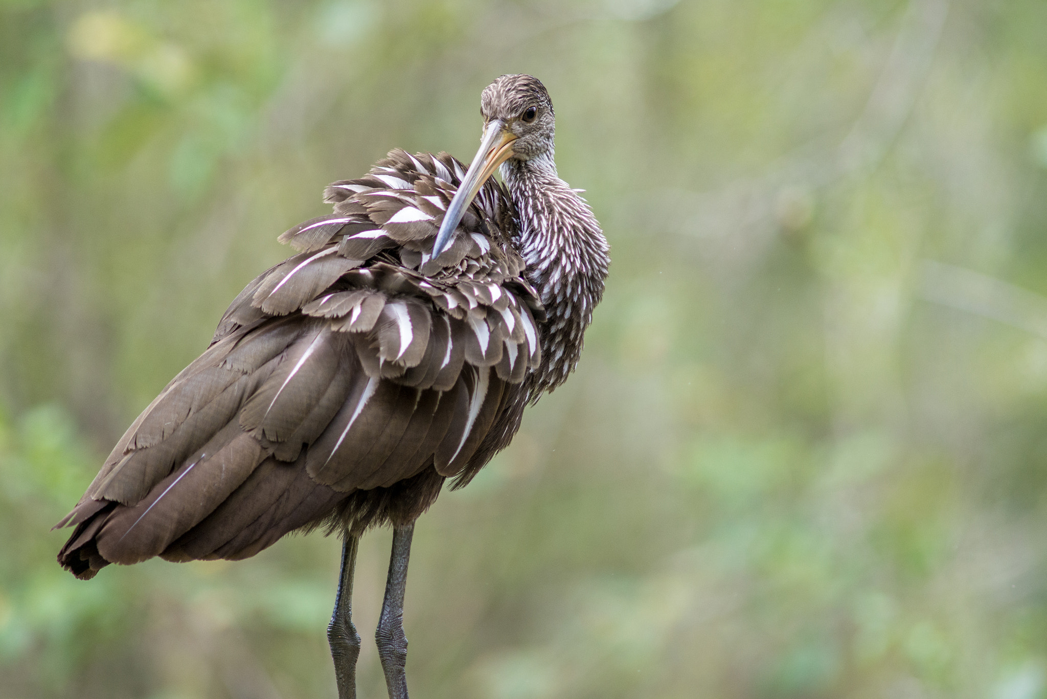 Nikon D610 + AF Nikkor 300mm f/4 IF-ED sample photo. Limpkin photography