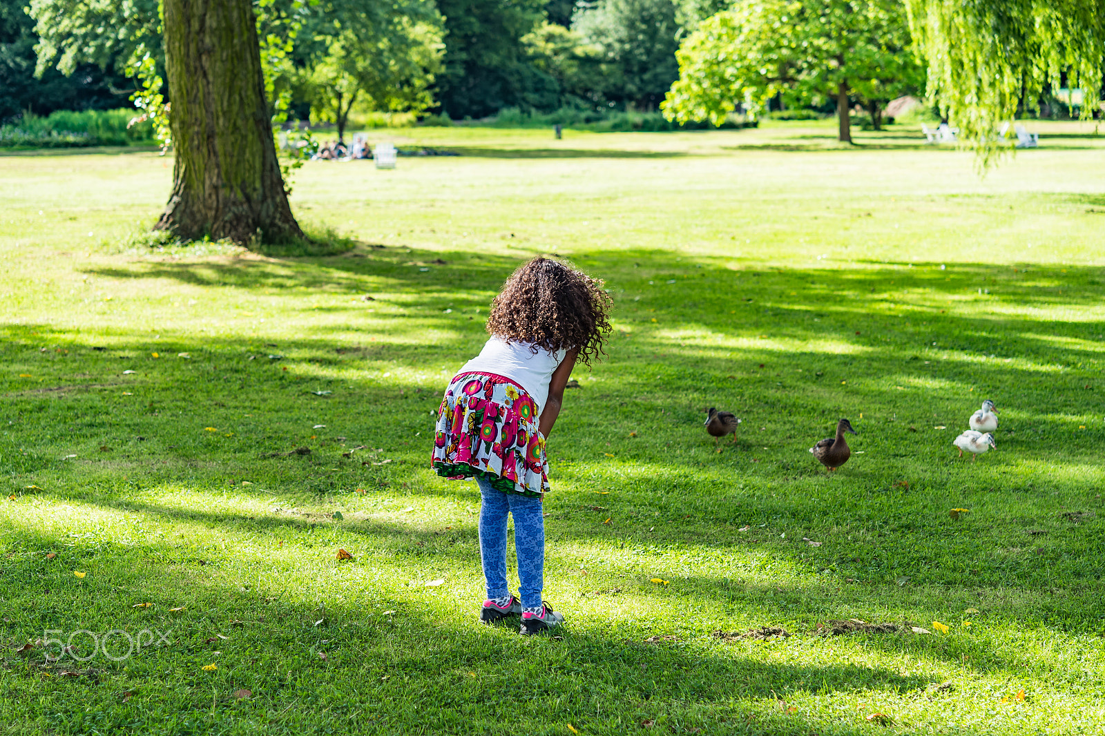 Nikon AF-S Micro-Nikkor 60mm F2.8G ED sample photo. Adorable girl talking to ducks on a green meadow  photography