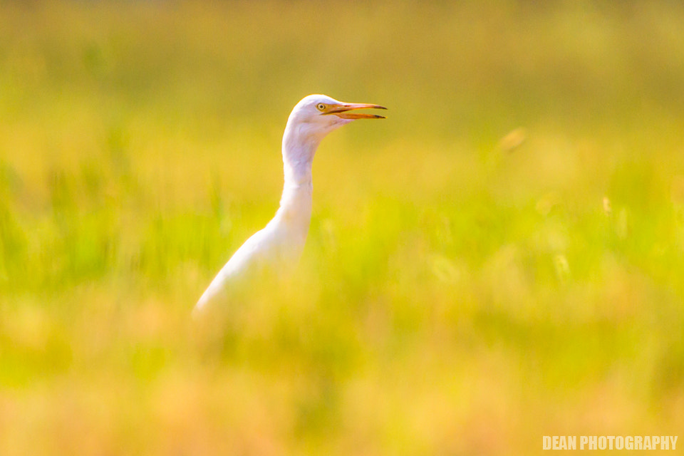 Canon EOS-1D Mark IV sample photo. Cattle egret photography