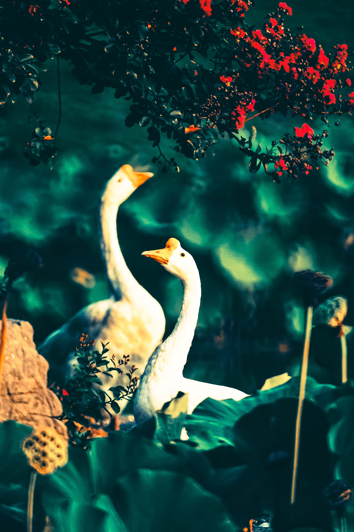 Sony 500mm F8 Reflex sample photo