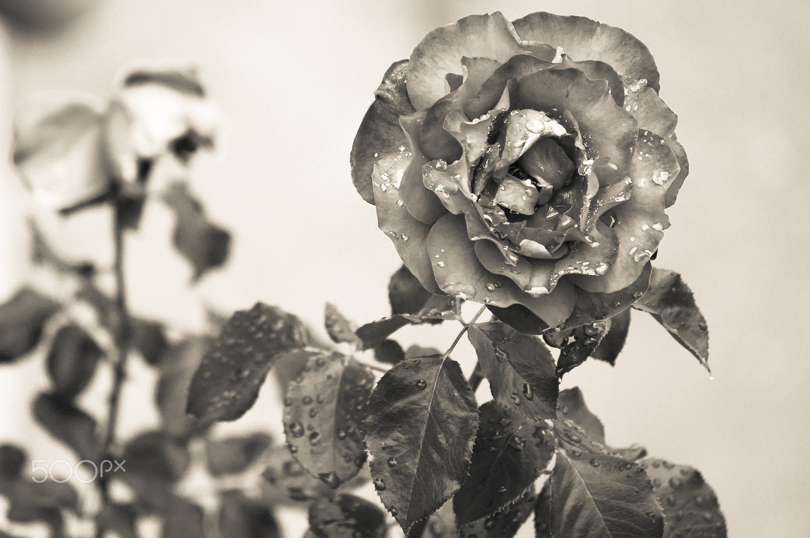 Sony DT 55-200mm F4-5.6 SAM sample photo. Tears from the sky photography