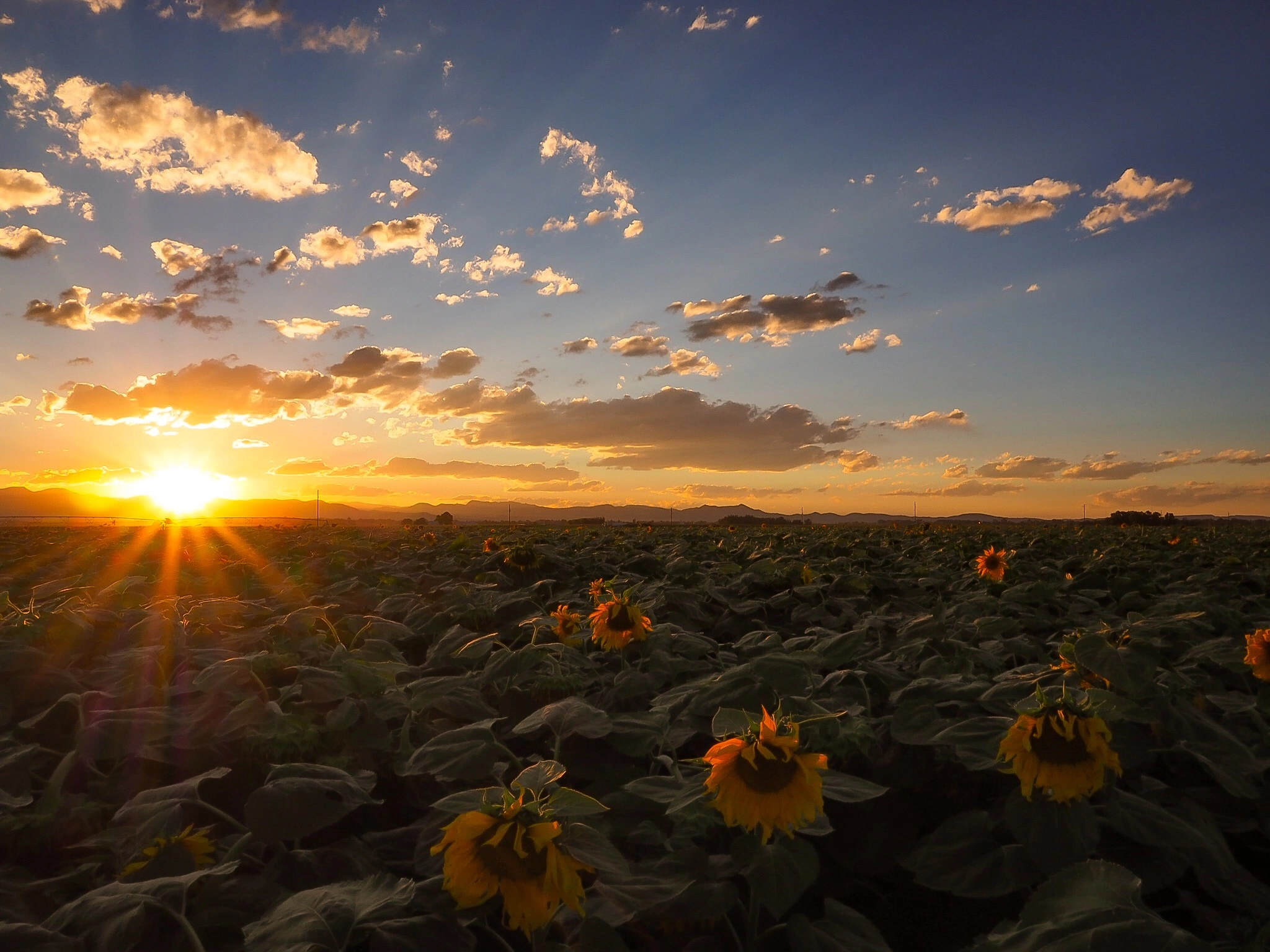 Olympus OM-D E-M5 II + Panasonic Lumix G 14mm F2.5 ASPH sample photo. Alluring colorado summer photography