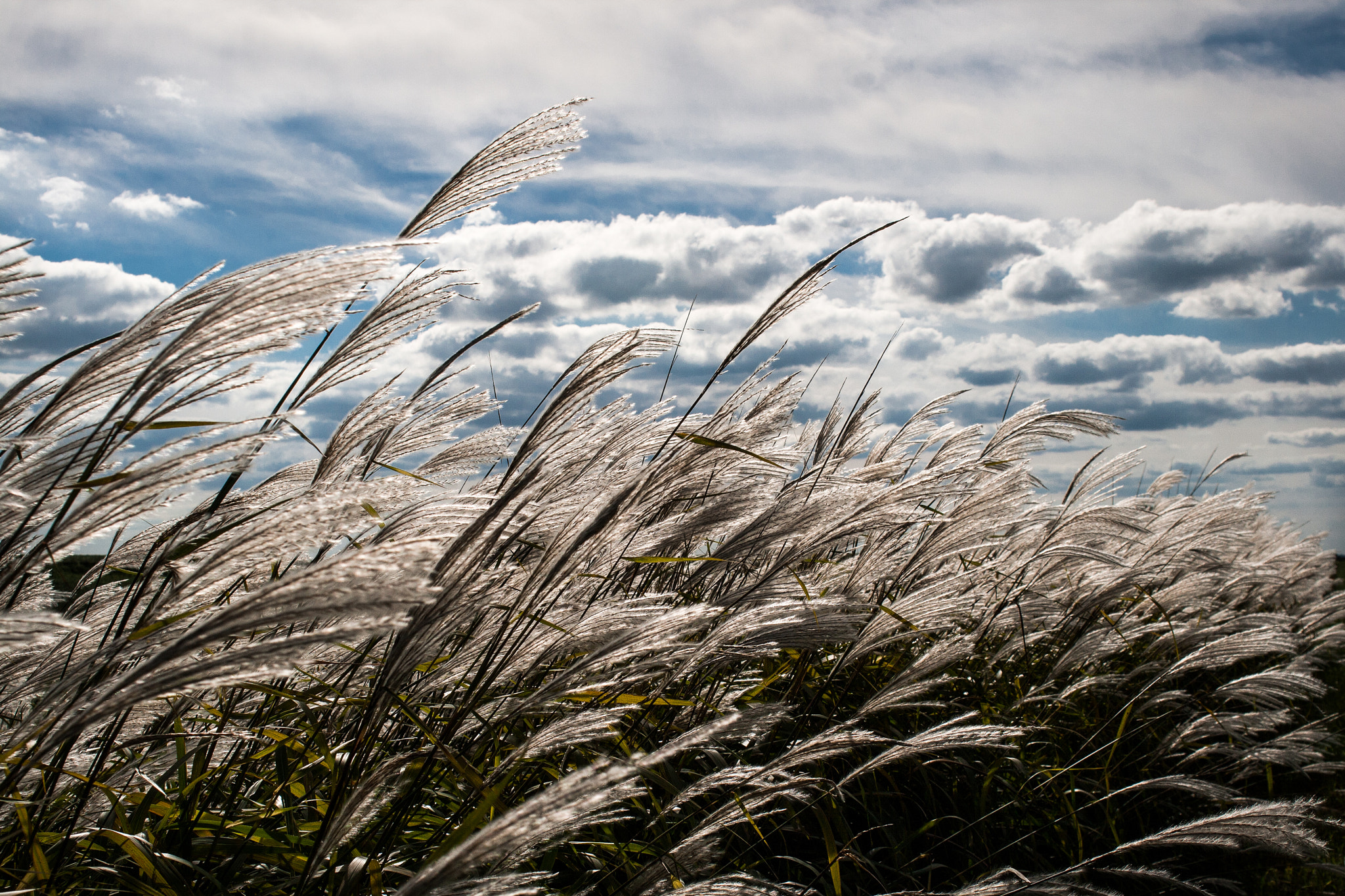 Canon EOS 400D (EOS Digital Rebel XTi / EOS Kiss Digital X) sample photo. Silver grass in the sun photography