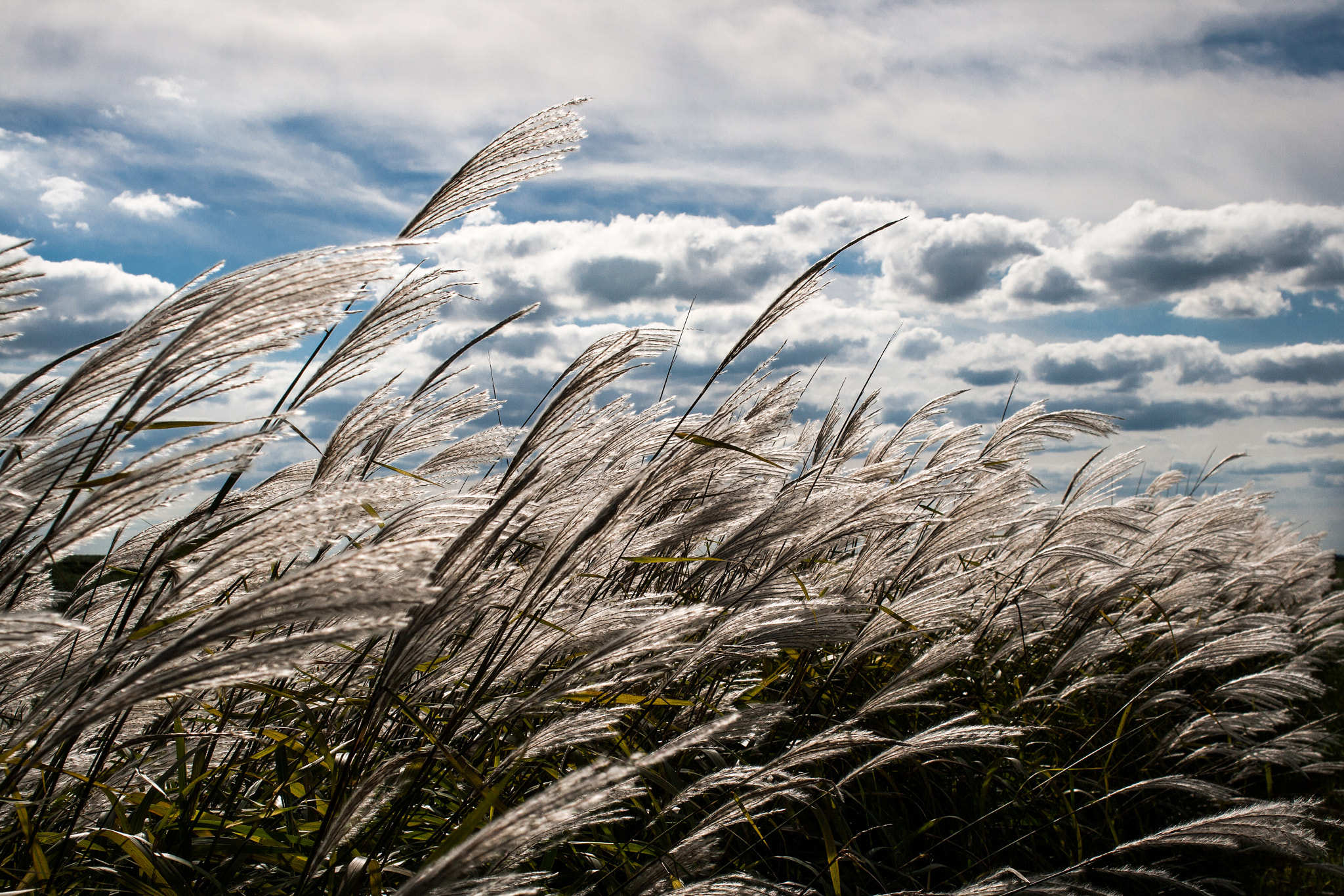 Canon EF 28-80mm f/2.8-4L sample photo. Silver grass in the sun photography