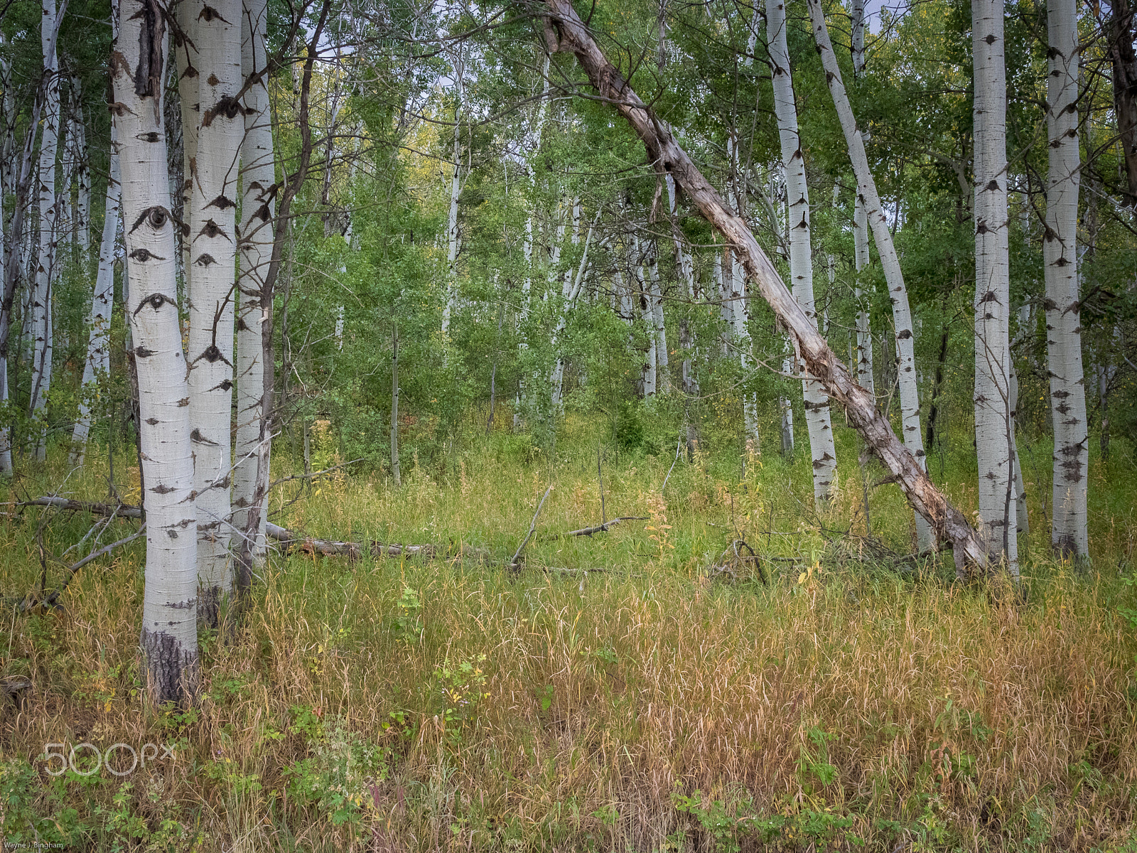 Olympus OM-D E-M1 sample photo. Grove photography