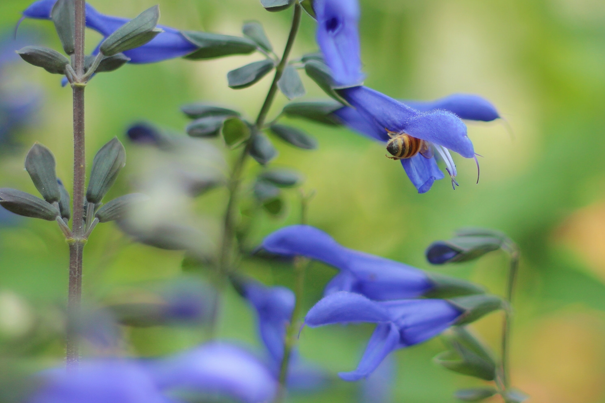 Canon EOS 600D (Rebel EOS T3i / EOS Kiss X5) sample photo. Bee photography