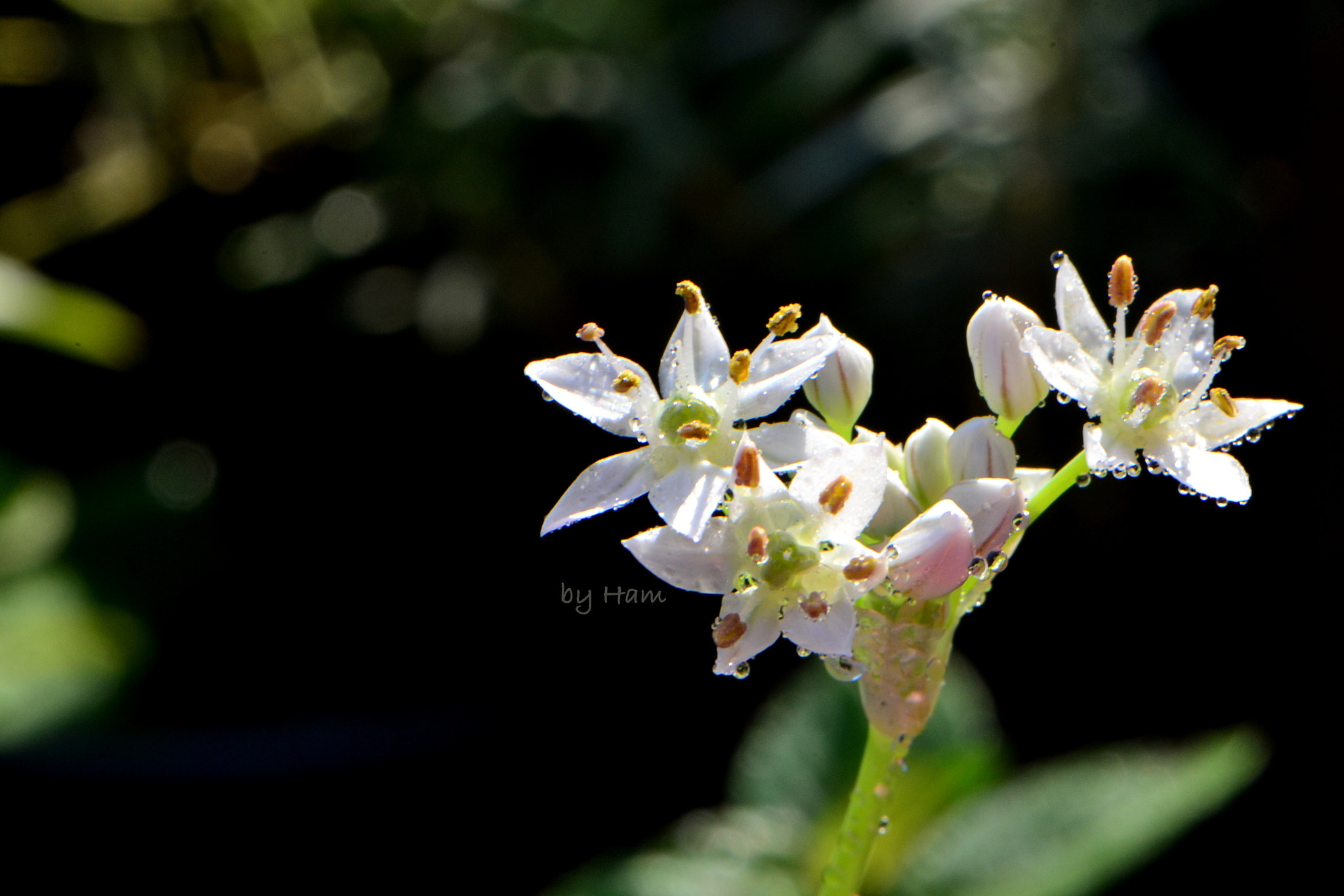 Nikon AF-S DX Micro-Nikkor 85mm F3.5G ED VR sample photo. Light in my garden photography