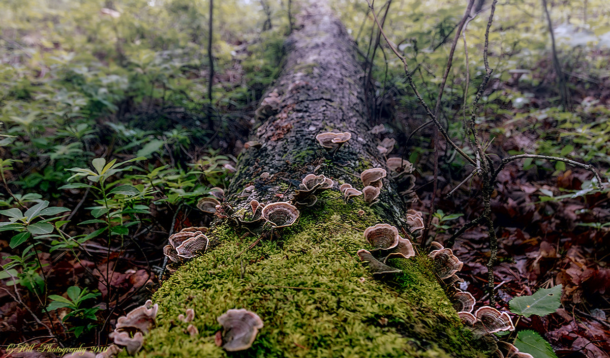 Sigma 18-250mm F3.5-6.3 DC OS HSM sample photo. Mushroom invasion photography