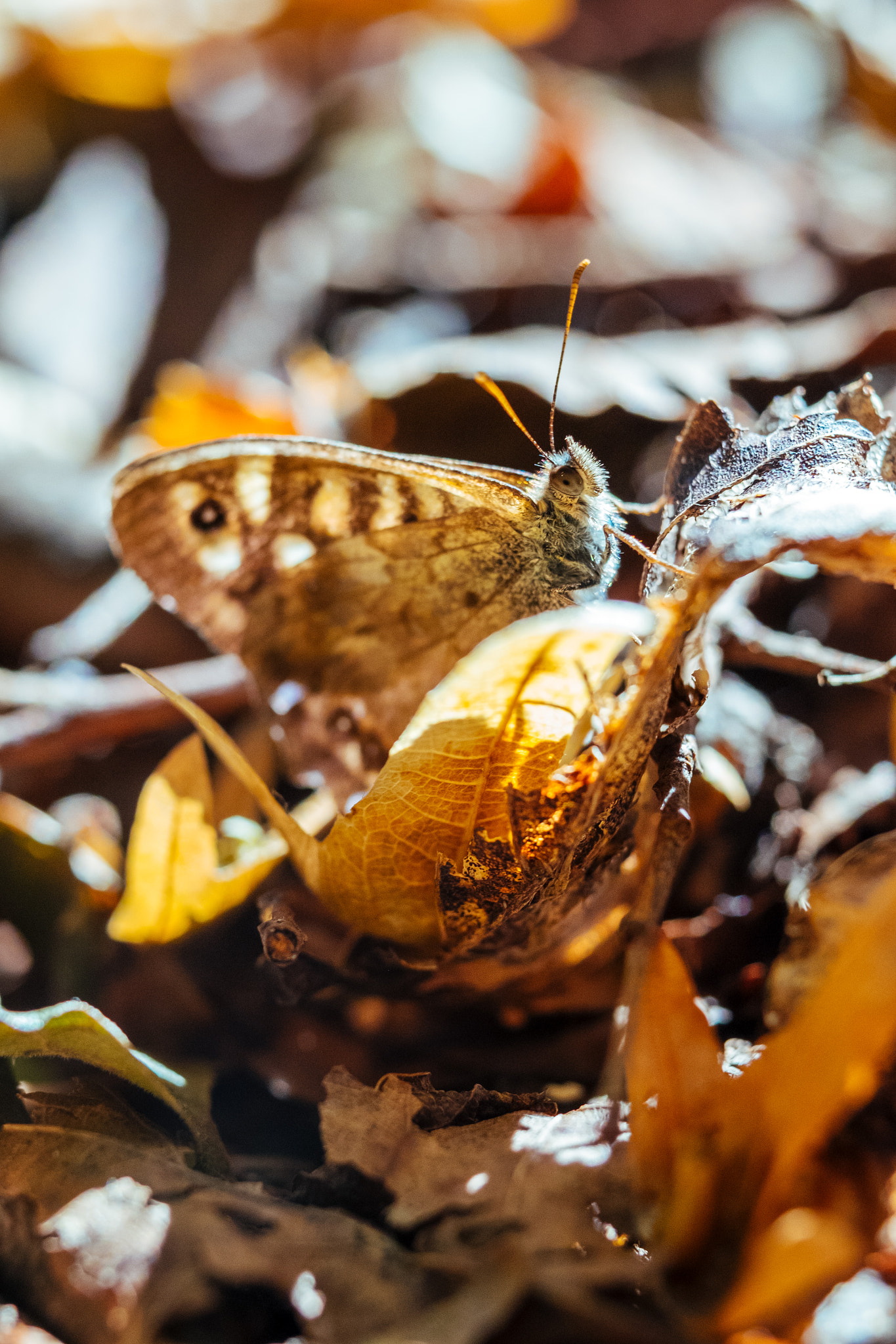 Fujifilm X-T10 + Fujifilm XF 90mm F2 R LM WR sample photo. Forest butterfly photography