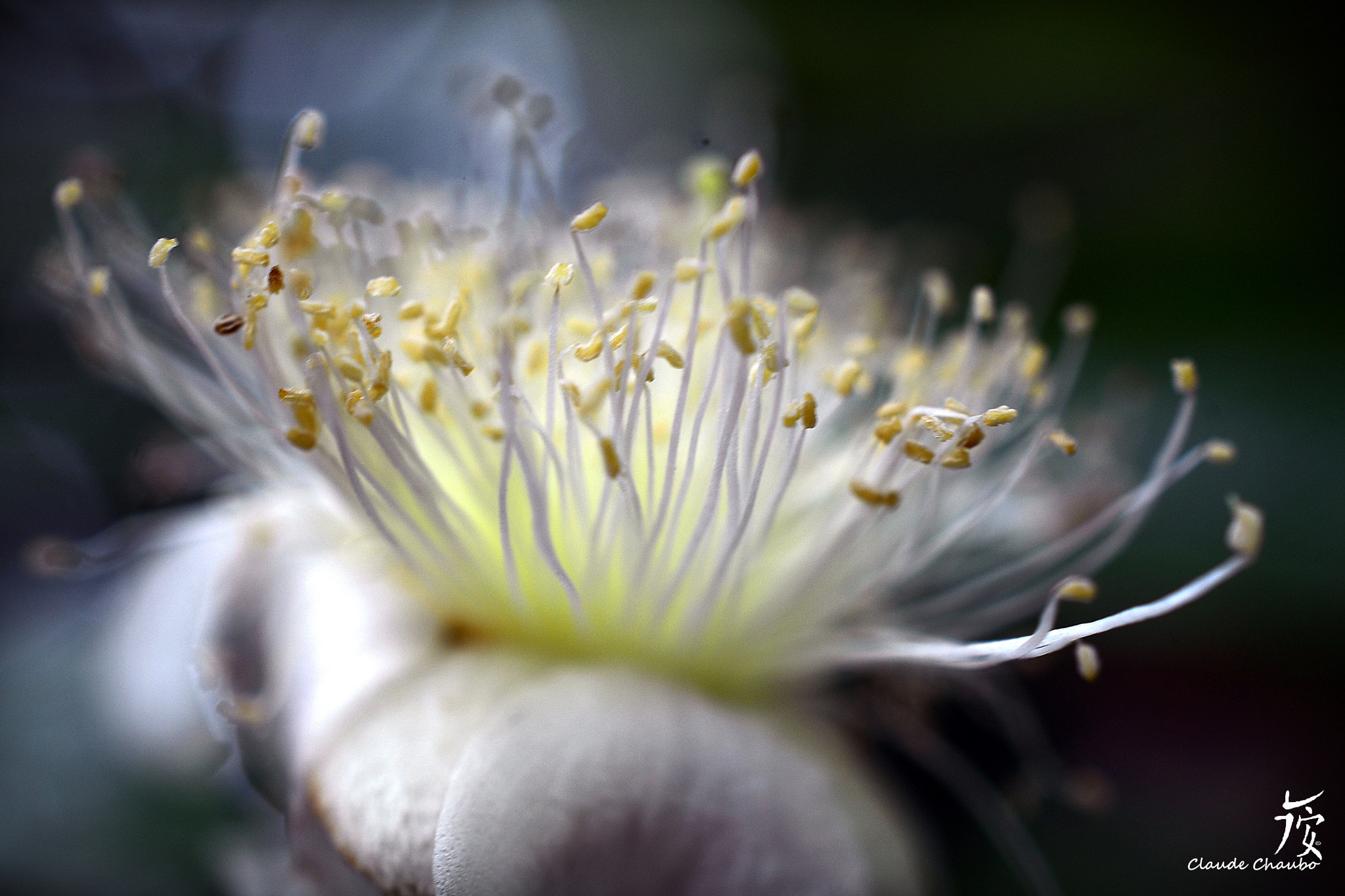 Nikon AF-S DX Micro Nikkor 40mm F2.8 sample photo. Guava flower / fleur du goyavier photography