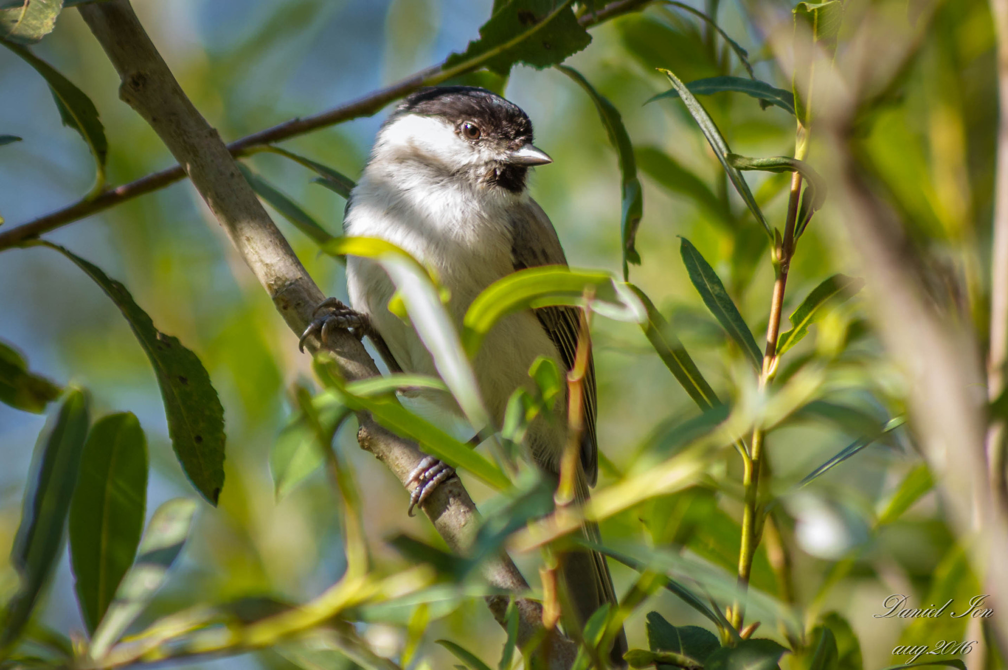 smc PENTAX-FA 80-320mm F4.5-5.6 sample photo. Poecile palustris photography