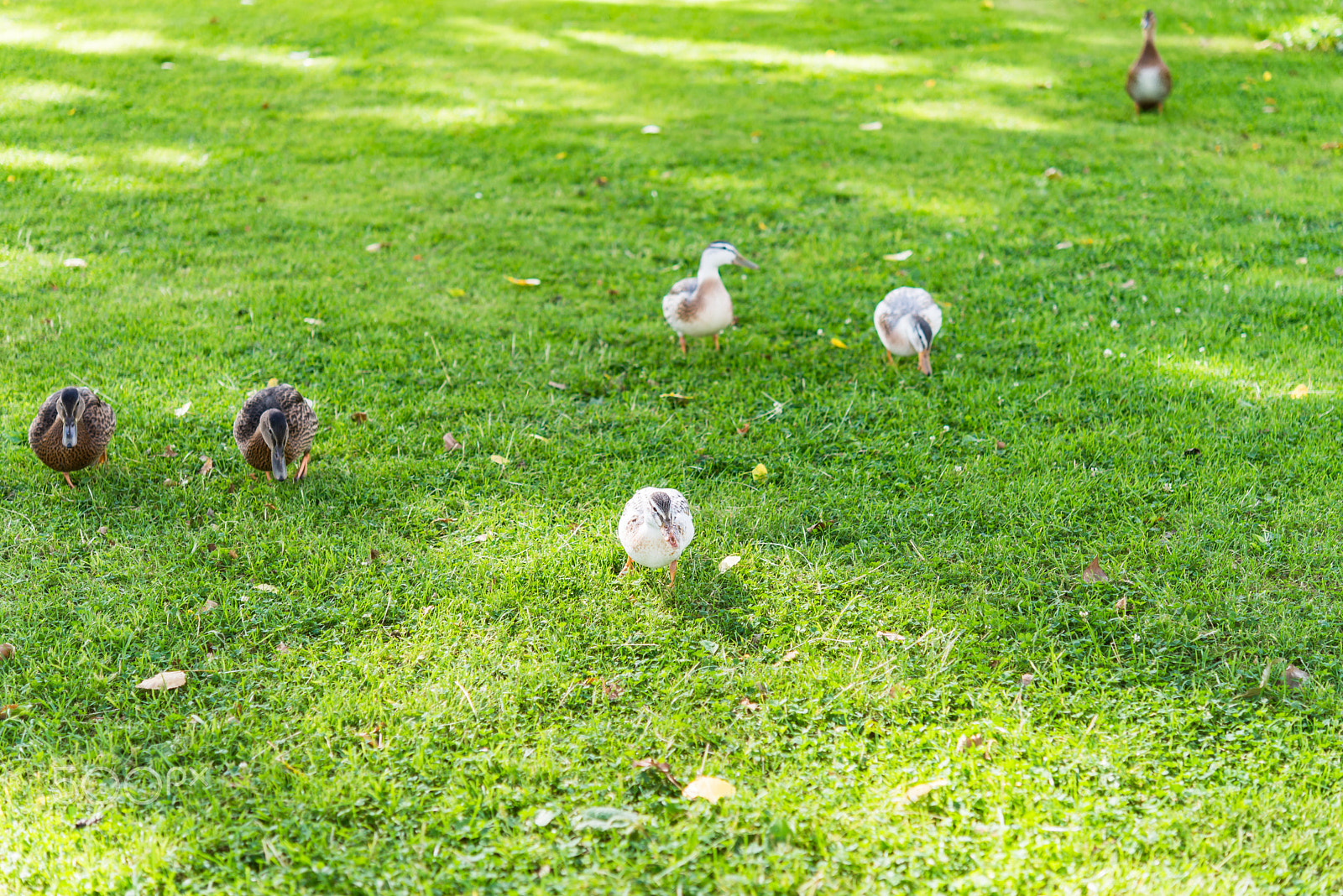 Nikon AF-S Micro-Nikkor 60mm F2.8G ED sample photo. Amazing duck family waddling on a meadow in summer photography
