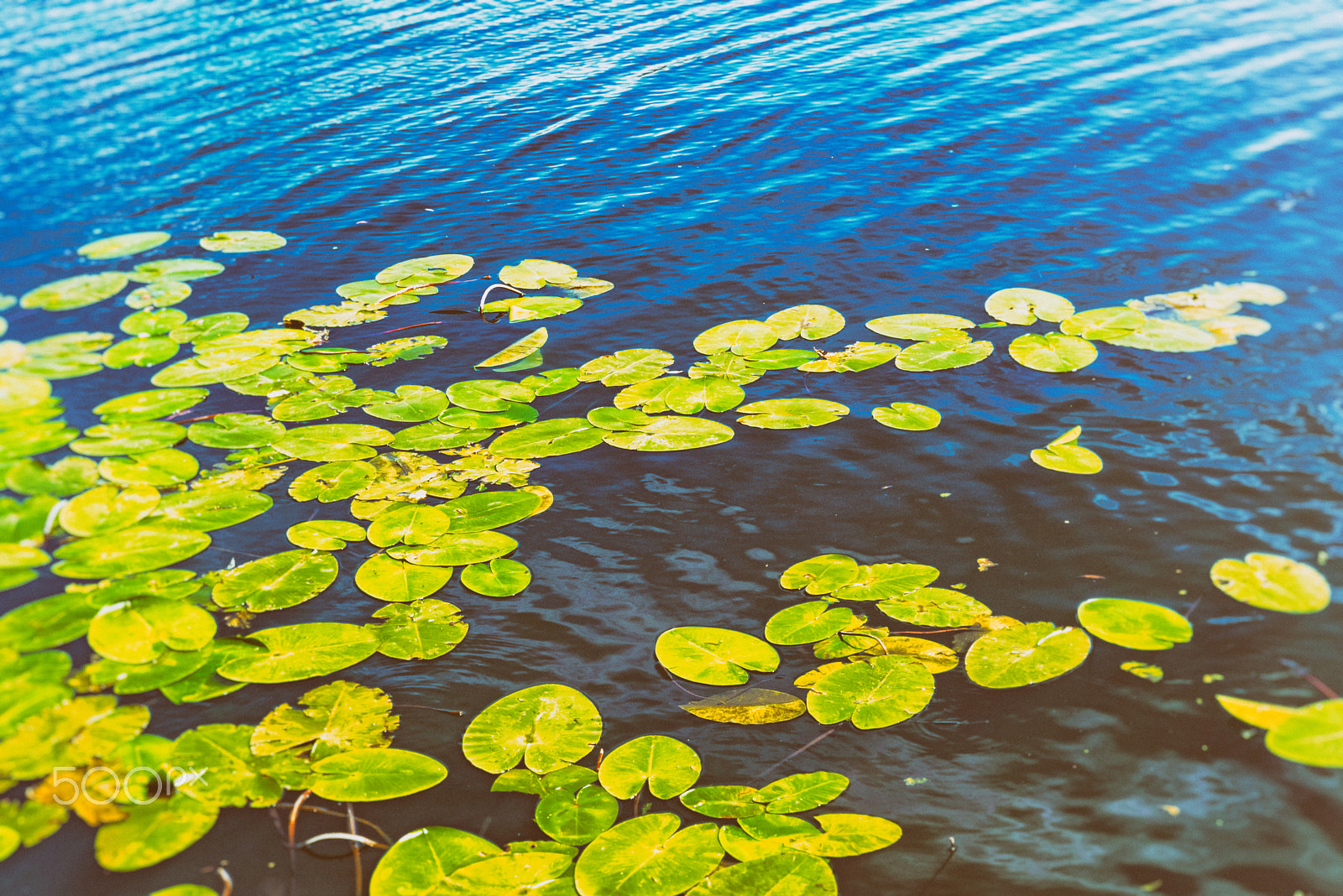 Nikon AF-S Micro-Nikkor 60mm F2.8G ED sample photo. Aerial view water lilies in pond on summer day photography