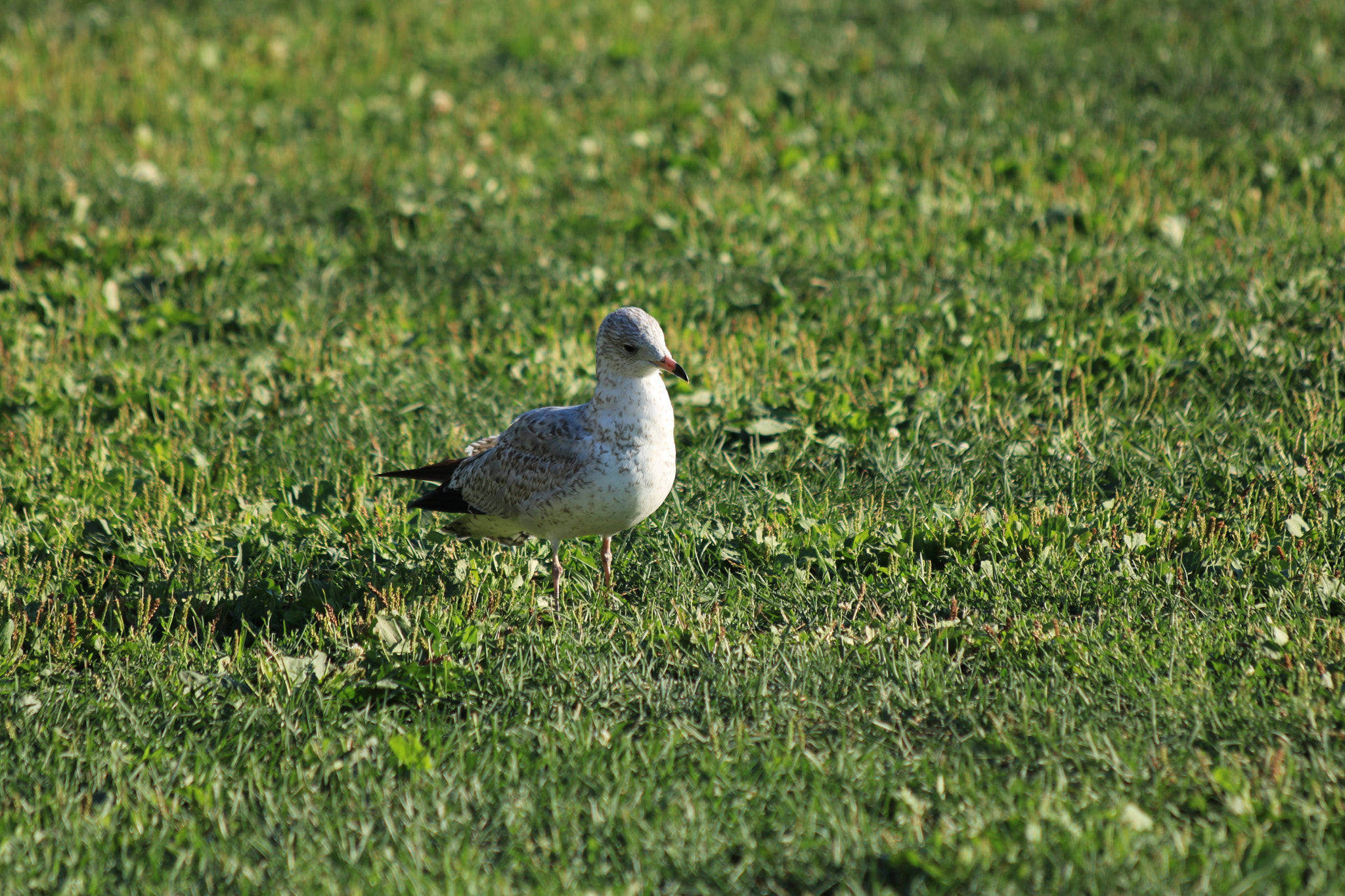 Canon EF 70-300mm F4-5.6 IS USM sample photo