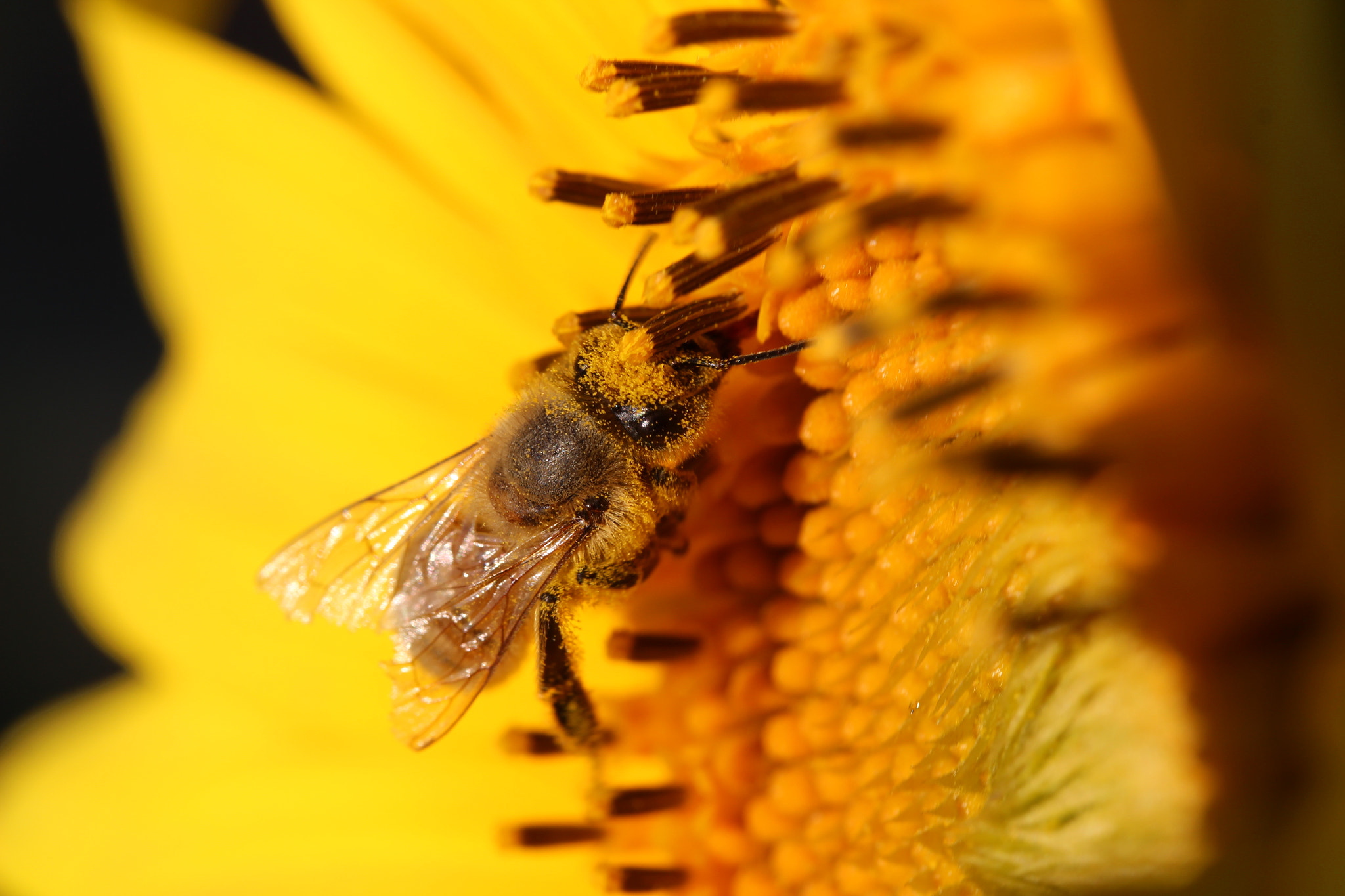Canon EF-S 60mm F2.8 Macro USM sample photo. Working it photography
