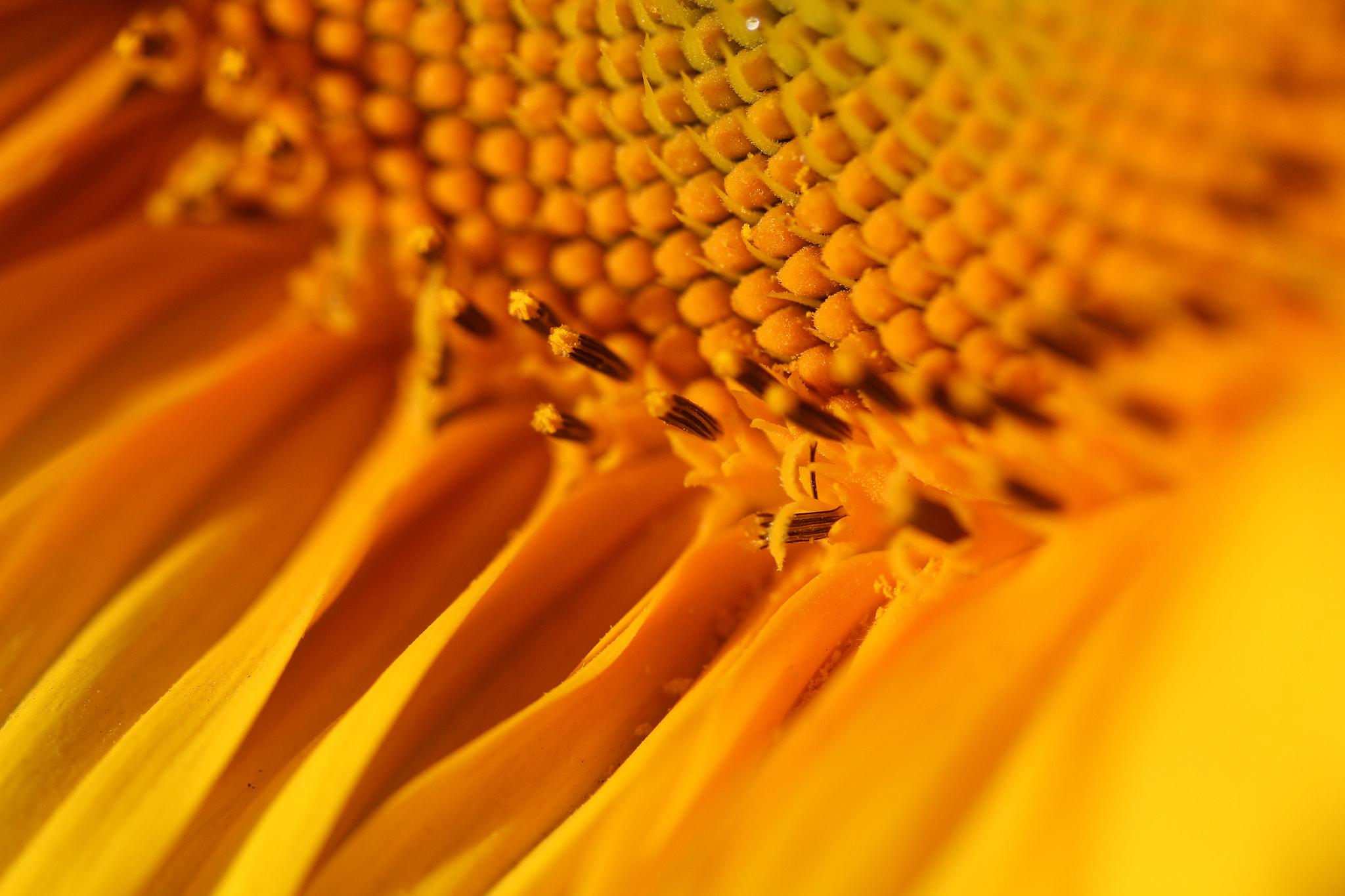 Canon EF-S 60mm F2.8 Macro USM sample photo. Mechanical"ish" photography