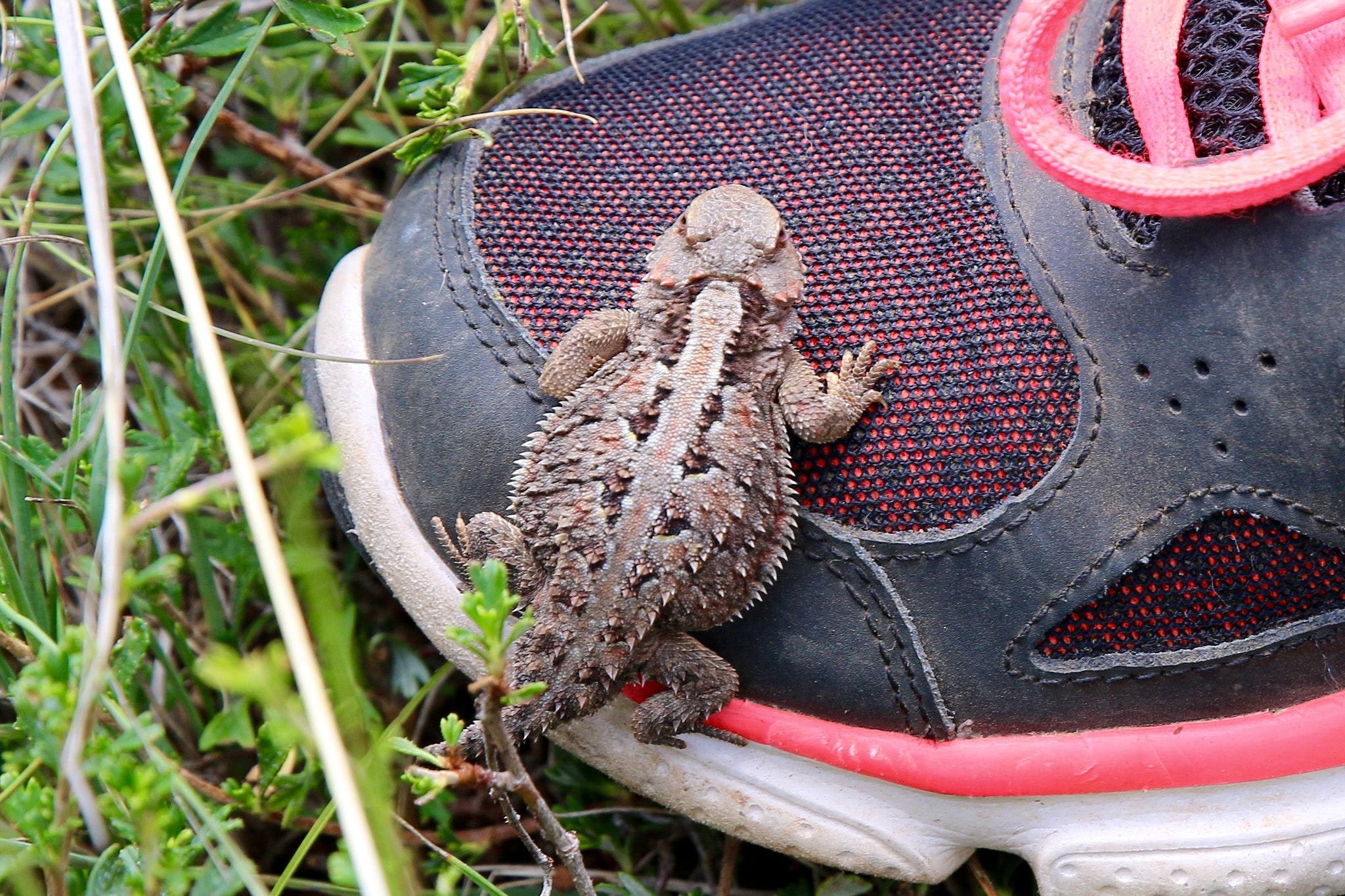 Canon EF 24-70mm F2.8L II USM sample photo. Tiny hitch hiker photography