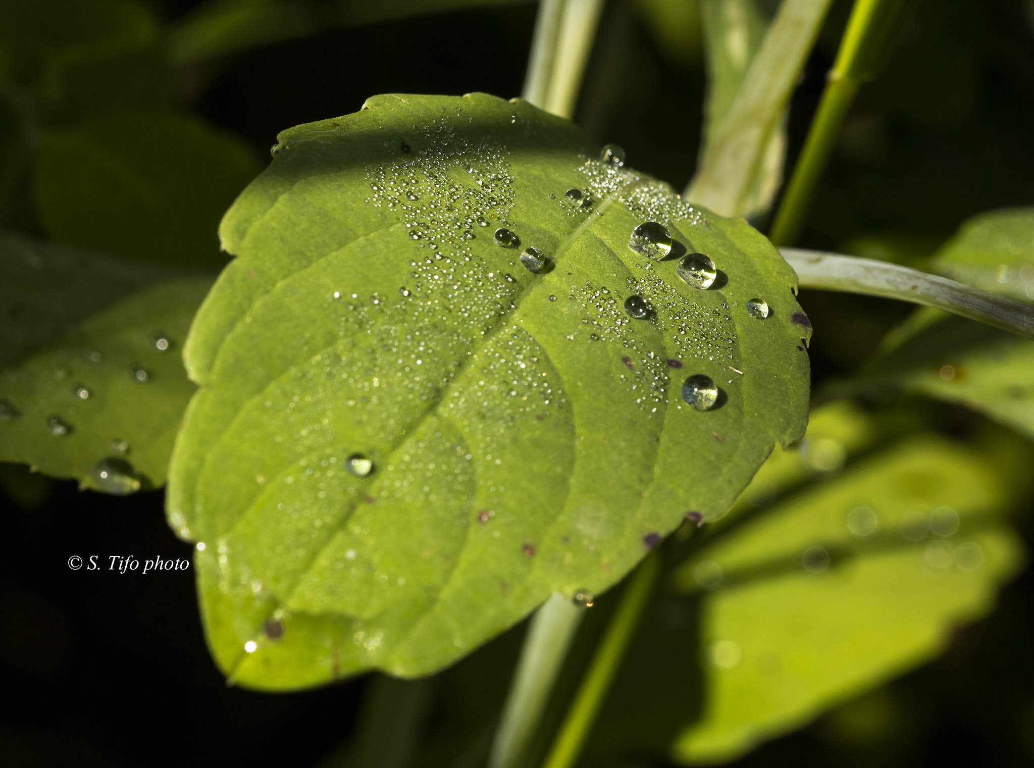 Sigma 105mm F2.8 EX DG OS HSM sample photo. Some diamonds on leave .... photography