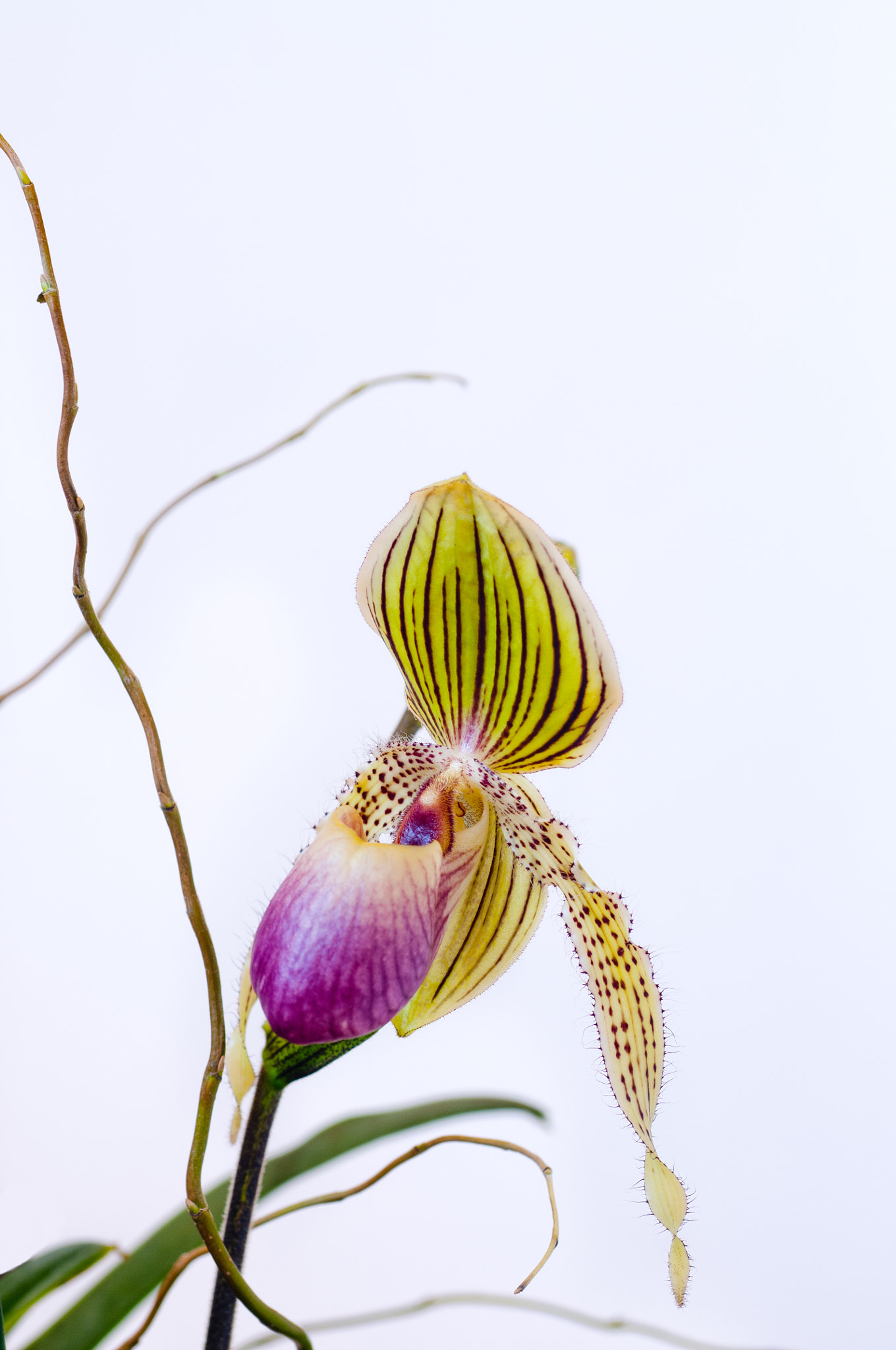 Nikon D300S + AF Zoom-Nikkor 35-70mm f/2.8 sample photo. Pink lady's slipper orchid photography