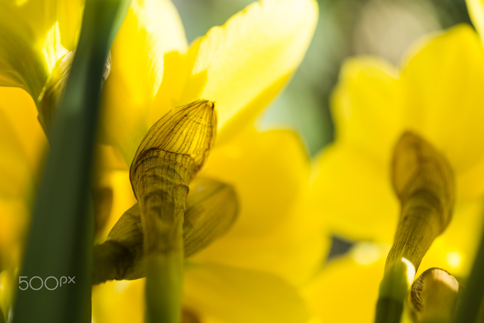 Nikon AF-S Micro-Nikkor 60mm F2.8G ED sample photo. April blooming narcissi flowers arranged in vase for interior decoration photography