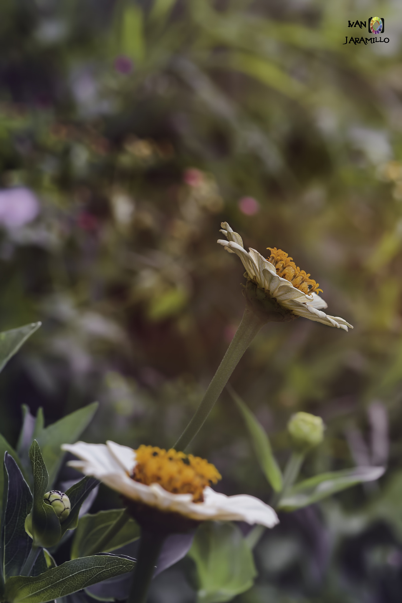 Canon EF 100mm F2.8 Macro USM sample photo. Flor photography