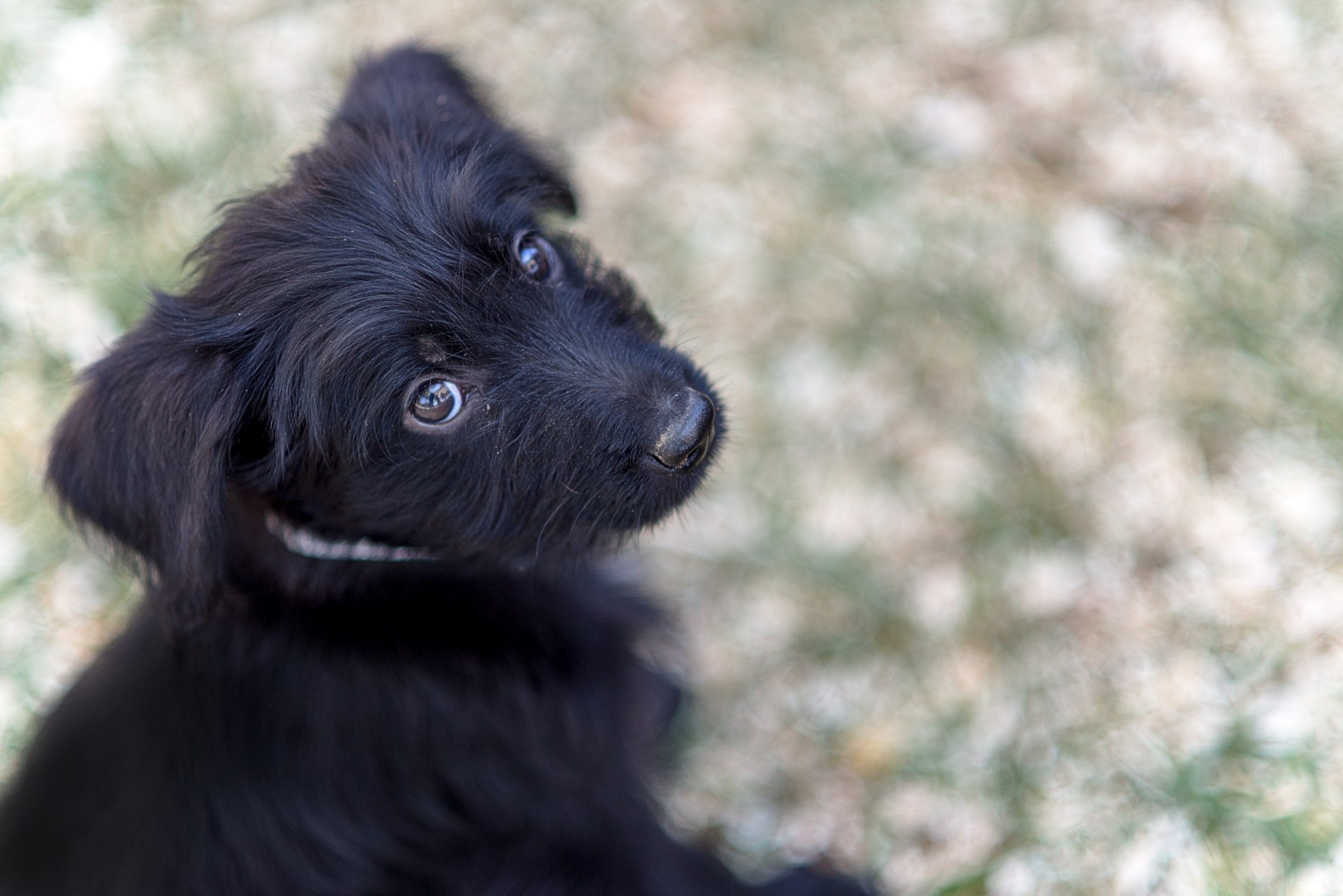 Nikon D600 + AF Nikkor 85mm f/1.8 sample photo. Labradoodle photography
