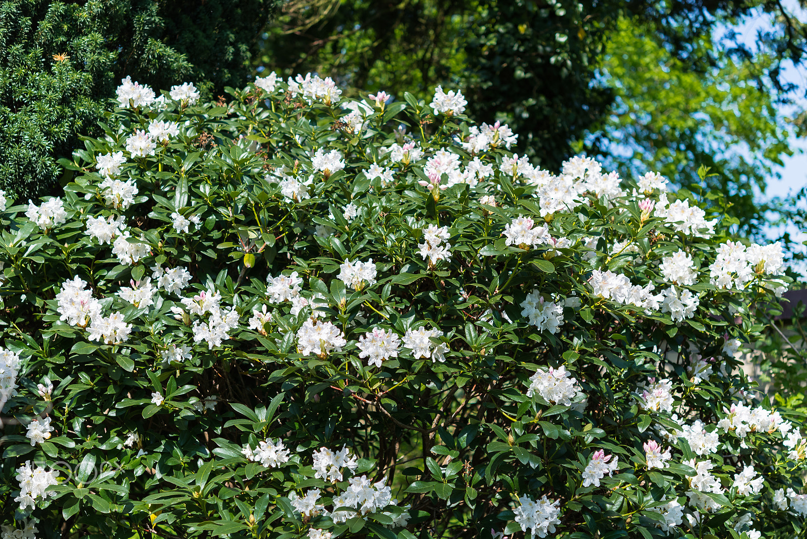 Nikon D610 + Nikon AF-S Micro-Nikkor 60mm F2.8G ED sample photo. Azalea rhododendron white blossoms in spring garden  photography